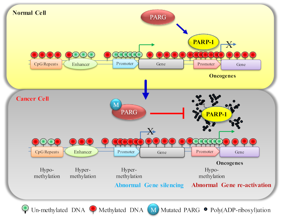 Biomolecules | Free Full-Text | DNA Methylation Malleability and  Dysregulation in Cancer Progression: Understanding the Role of PARP1