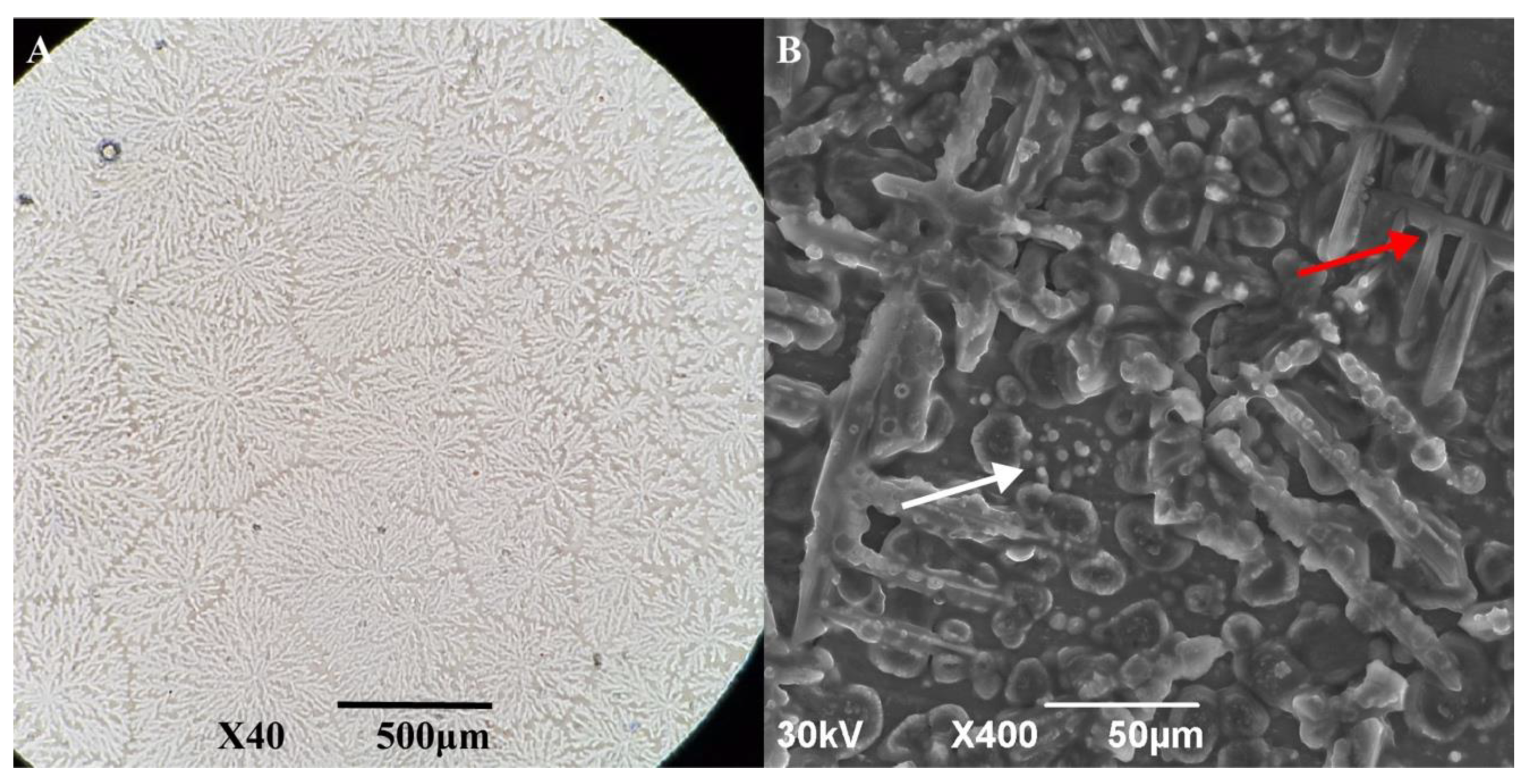 Biomolecules 12 00425 g007