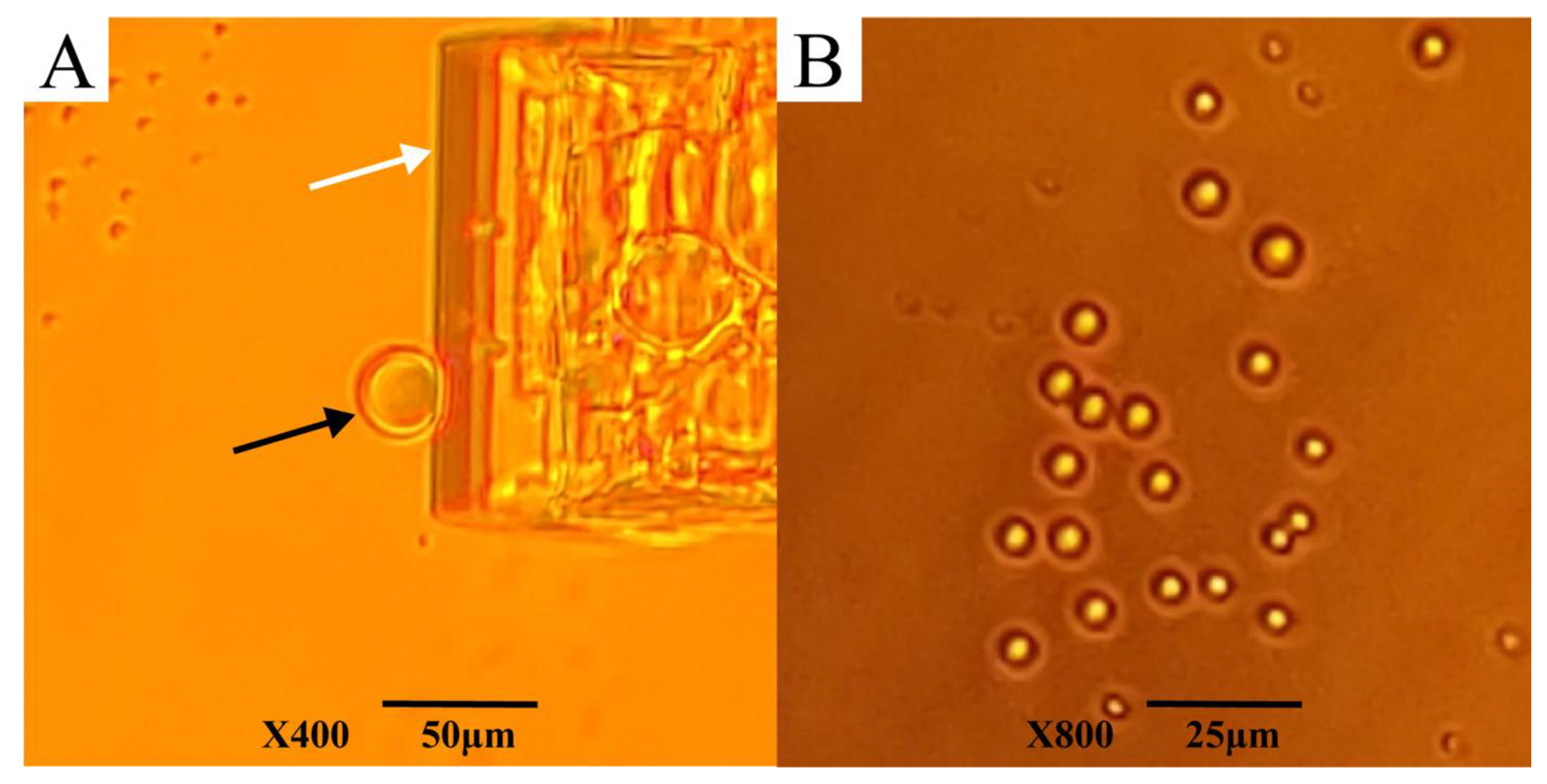 Biomolecules 12 00425 g009