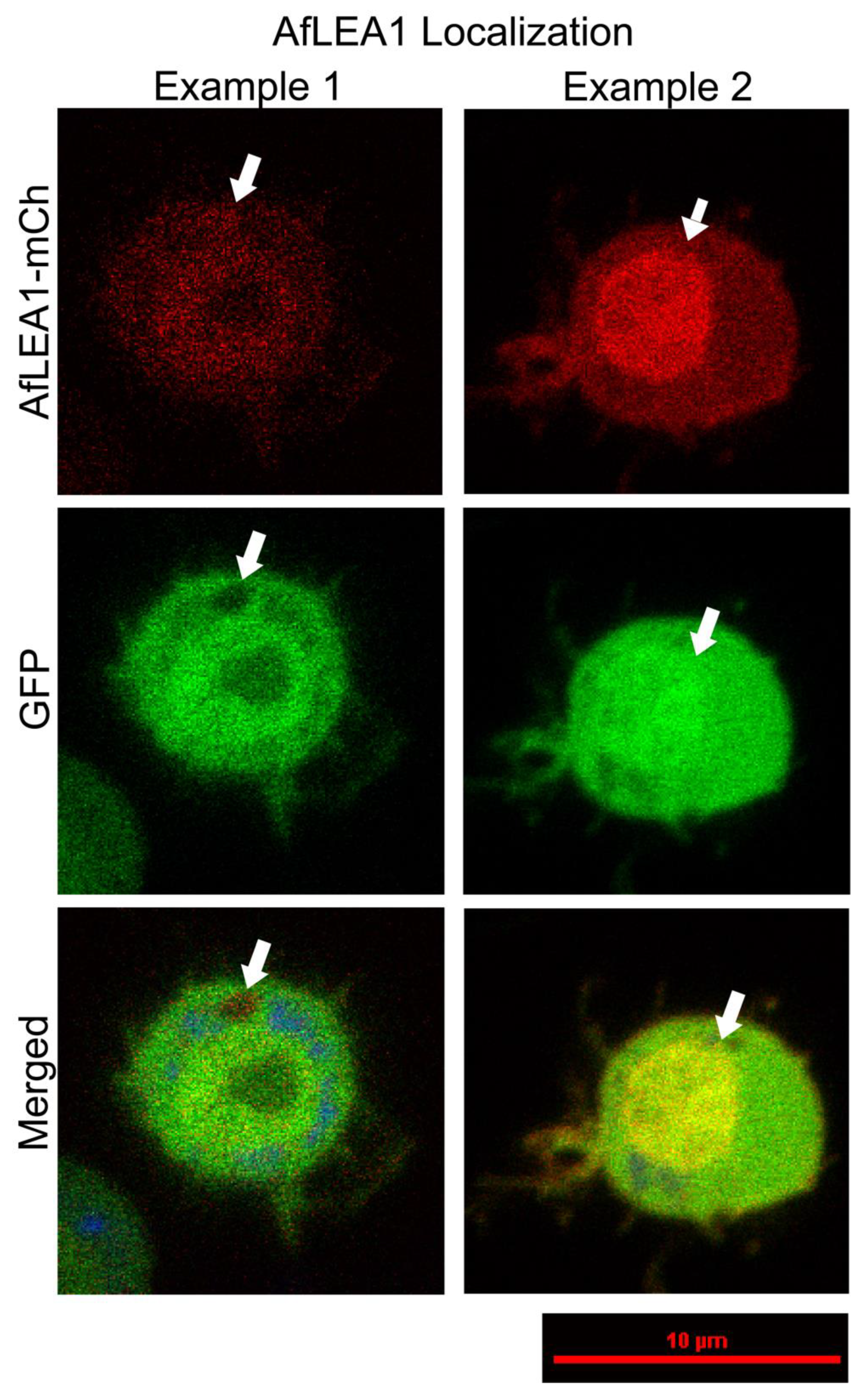 Biomolecules 12 00425 g012