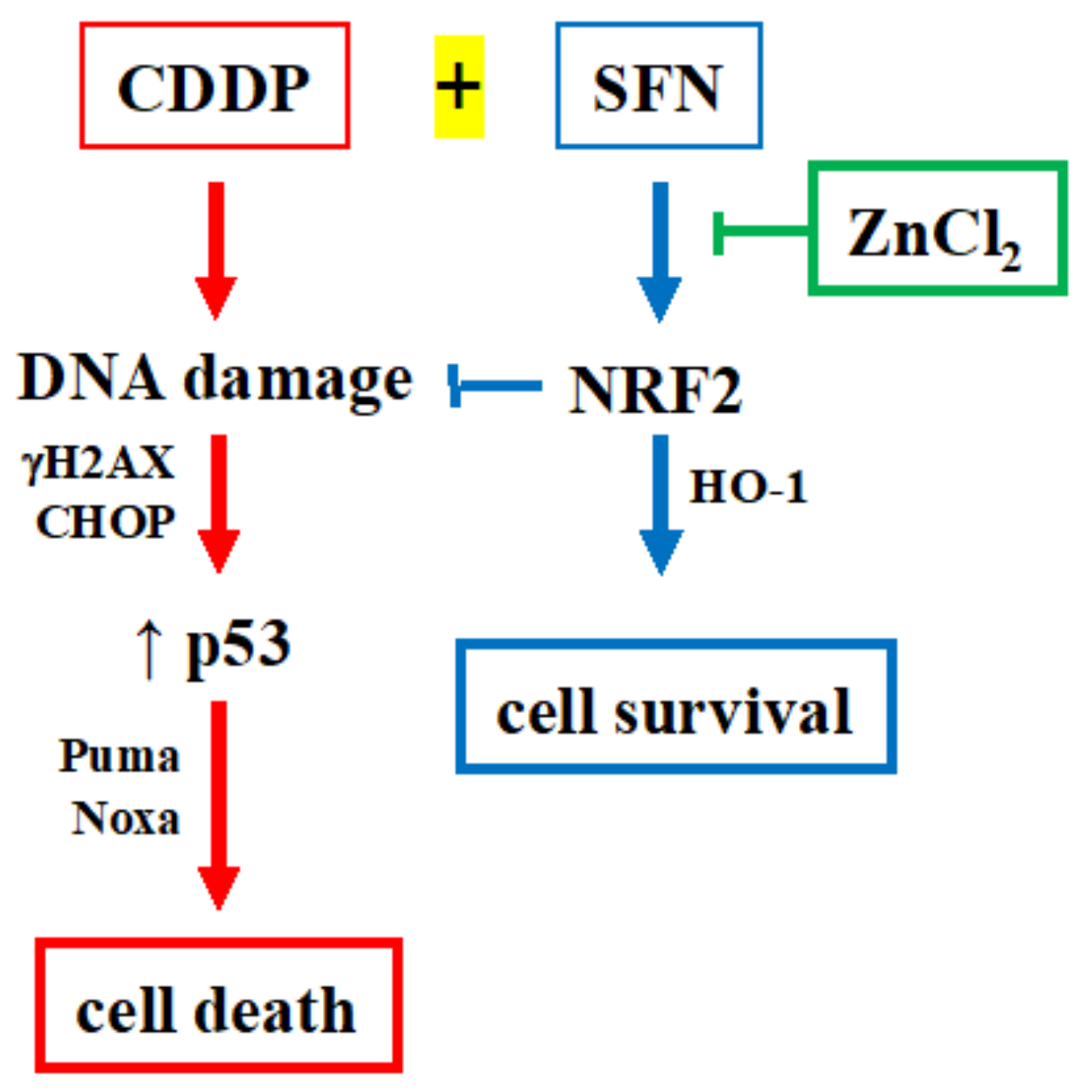 Biomolecules 12 00461 g006 Biomolecules 12 00461 g006