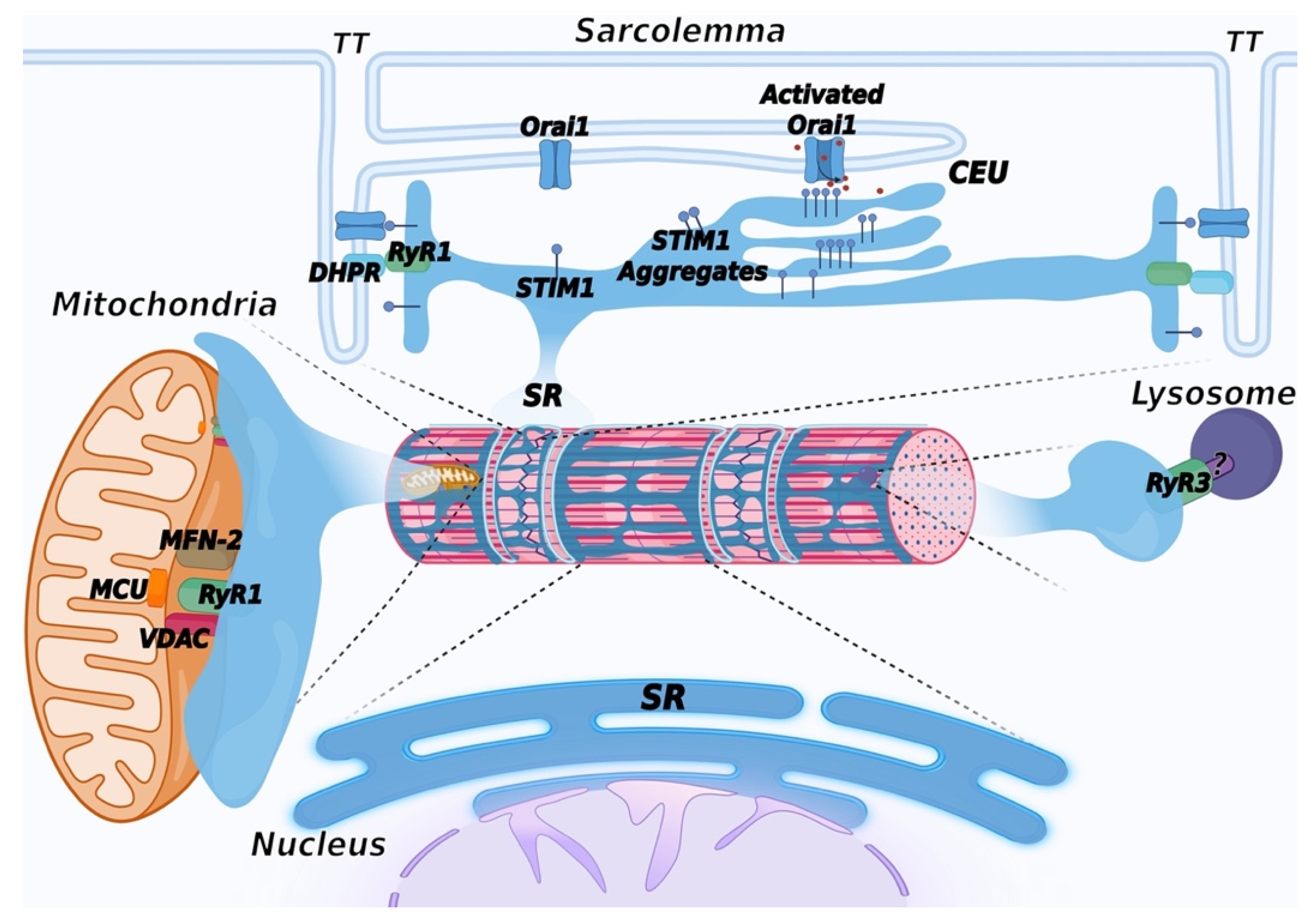 Biomolecules | Free Full-Text | The Sarcoplasmic Reticulum of Skeletal  Muscle Cells: A Labyrinth of Membrane Contact Sites | HTML