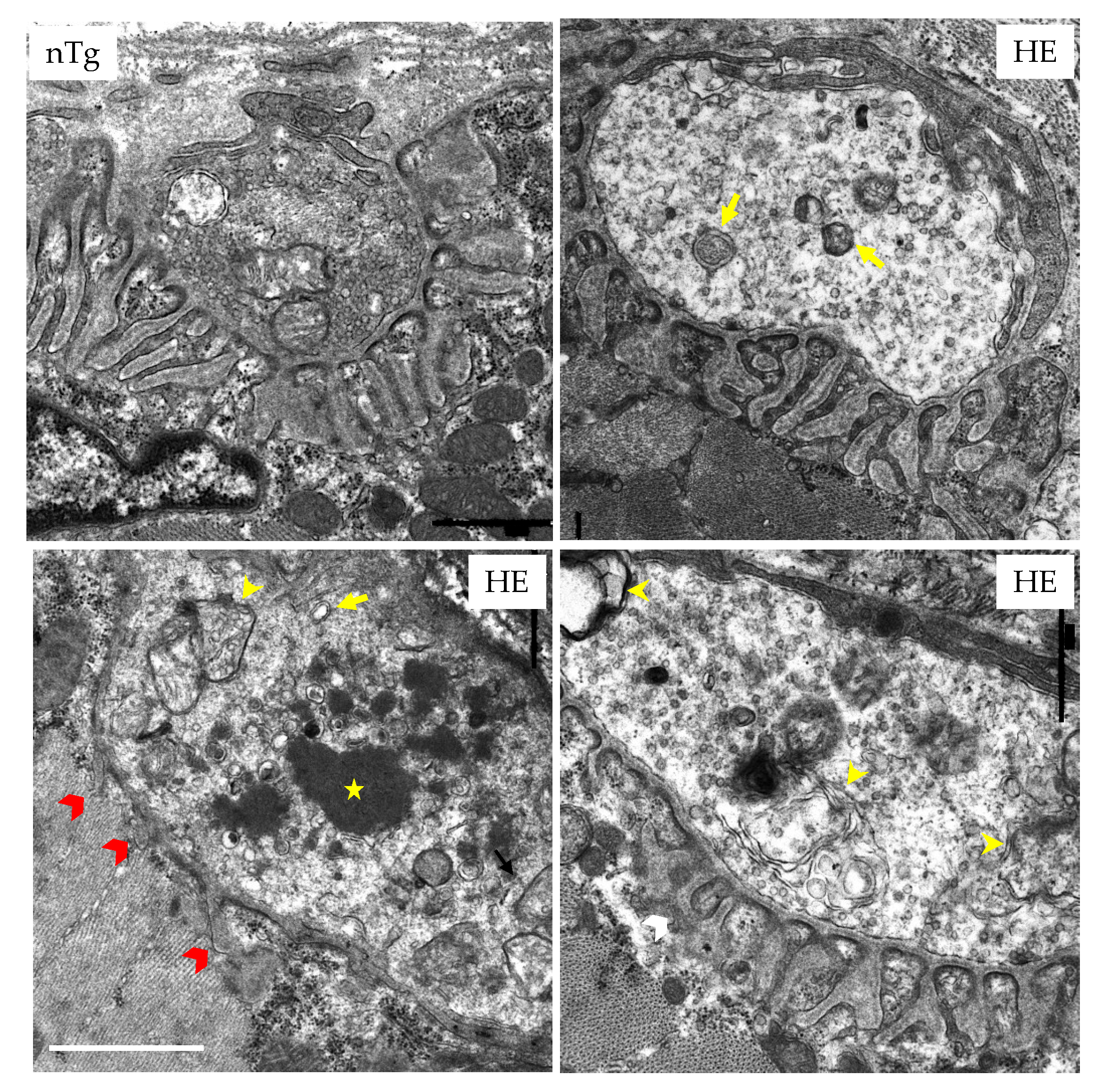Biomolecules 12 00497 g005