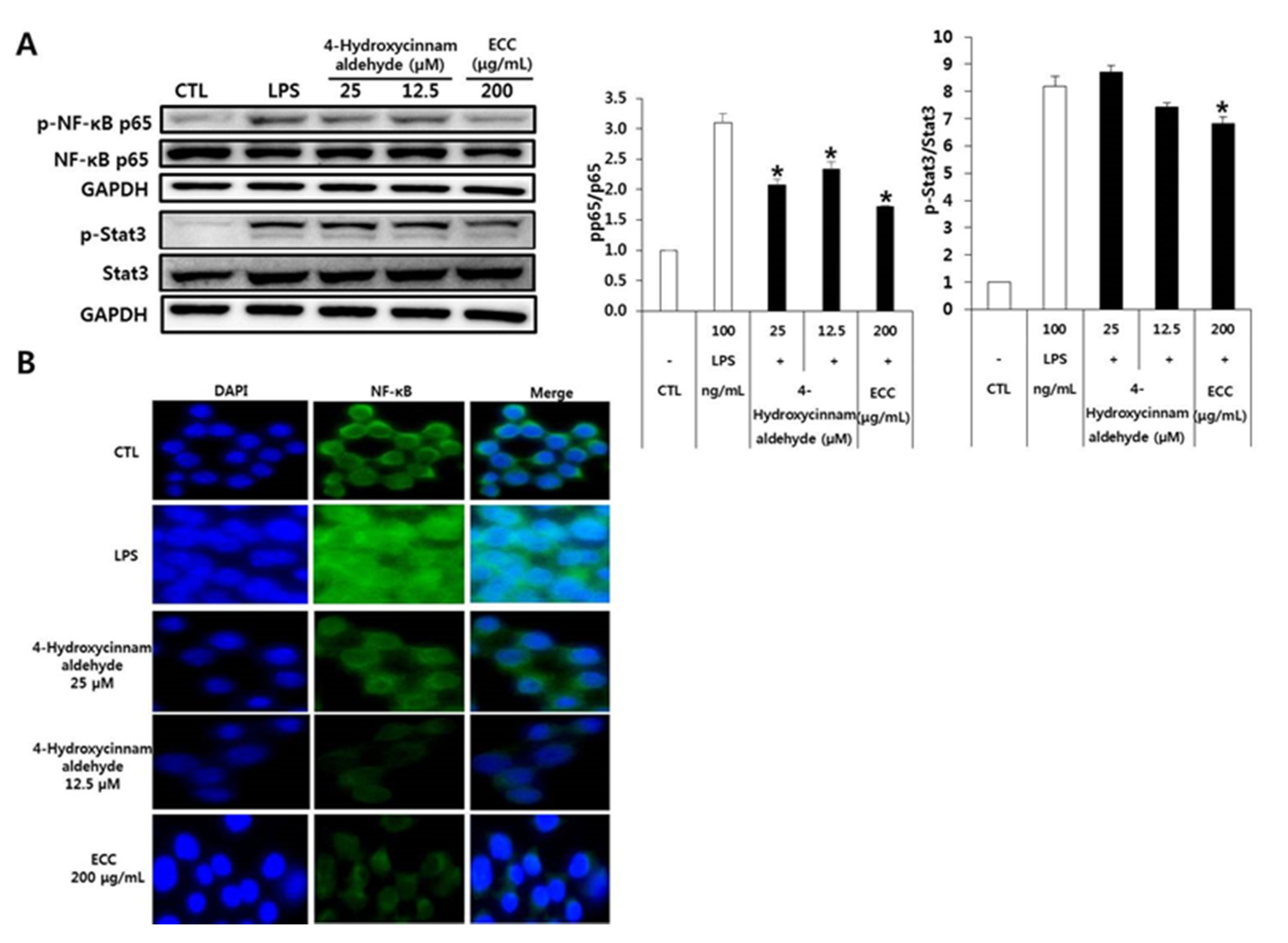 Biomolecules 12 00525 g008 Biomolecules 12 00525 g008