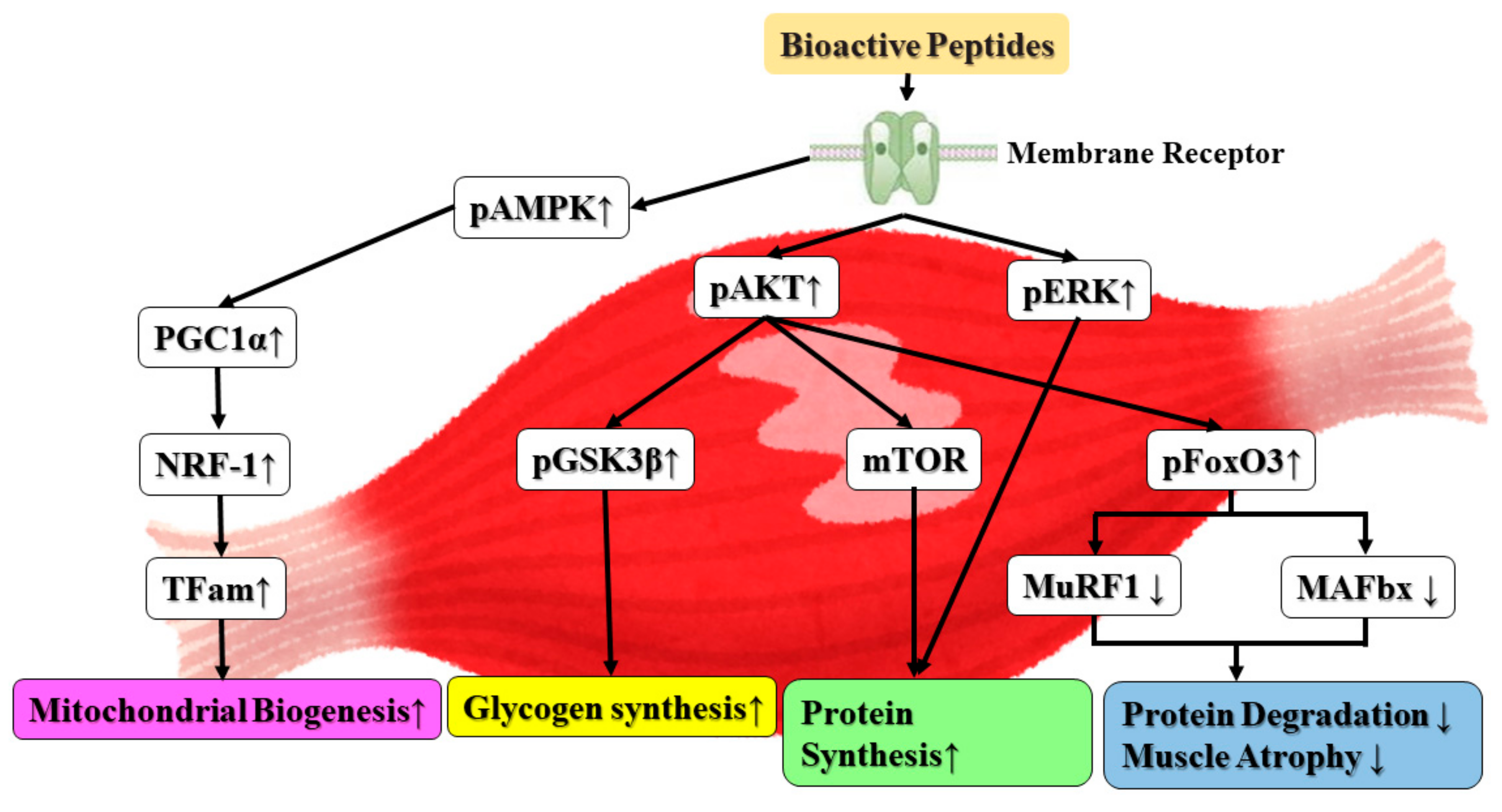Biomolecules 12 00565 g008