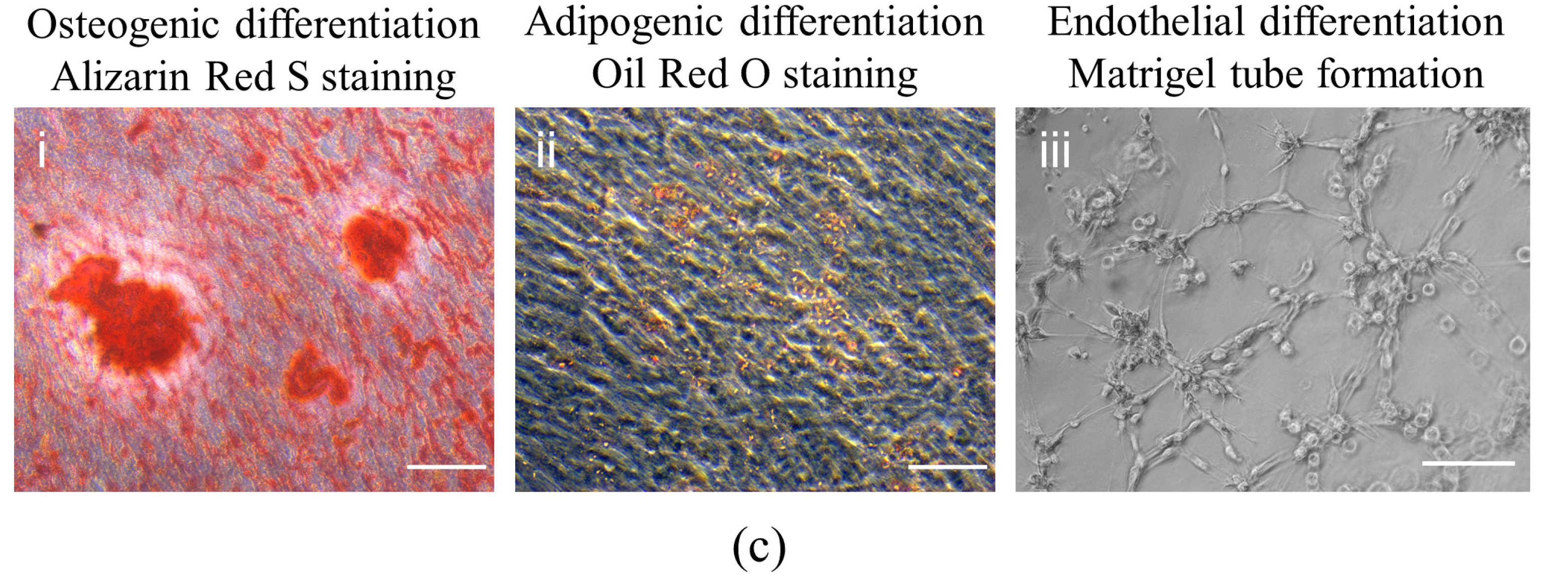 Biomolecules 12 00575 g001b
