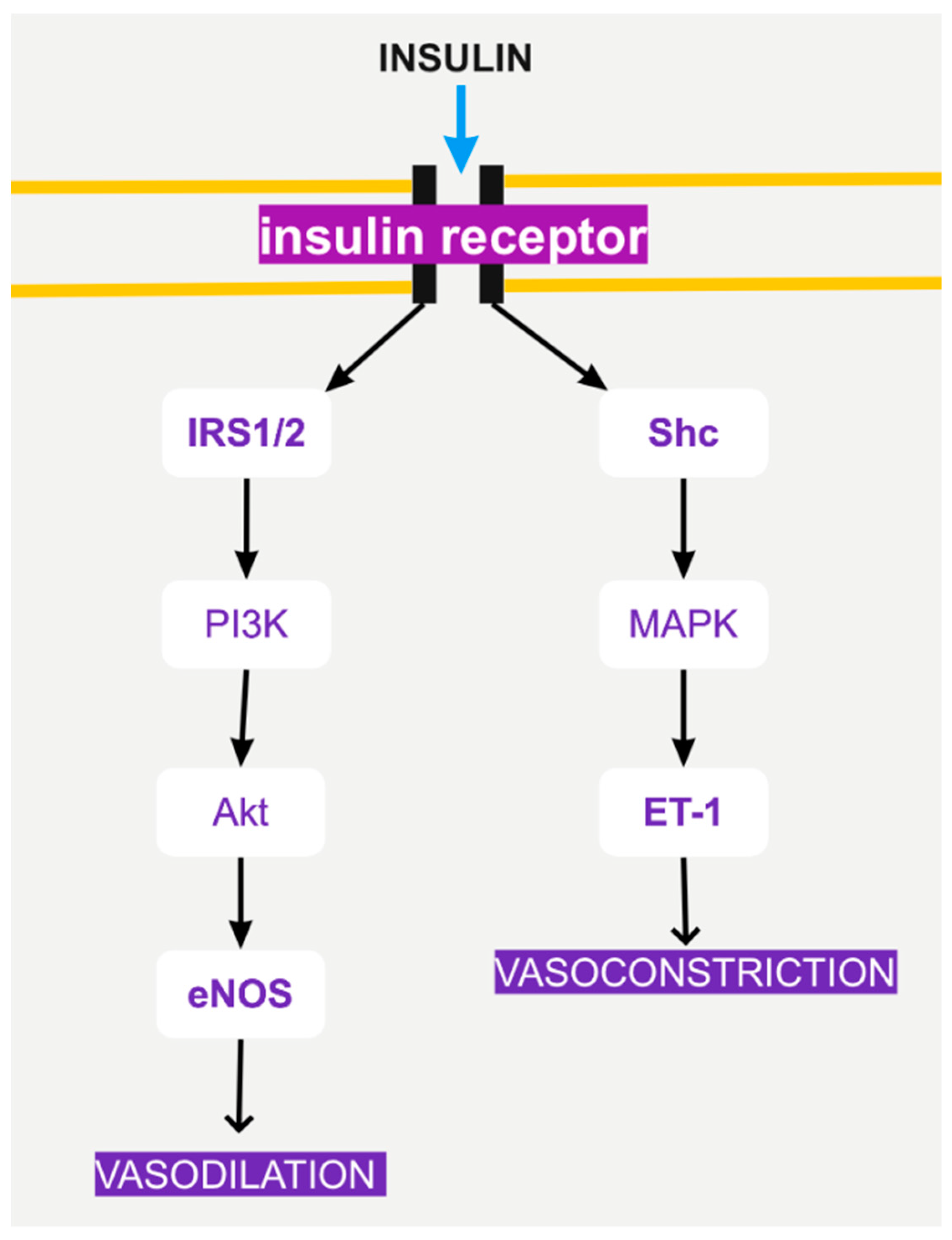 Biomolecules 12 00578 g002 Biomolecules 12 00578 g002