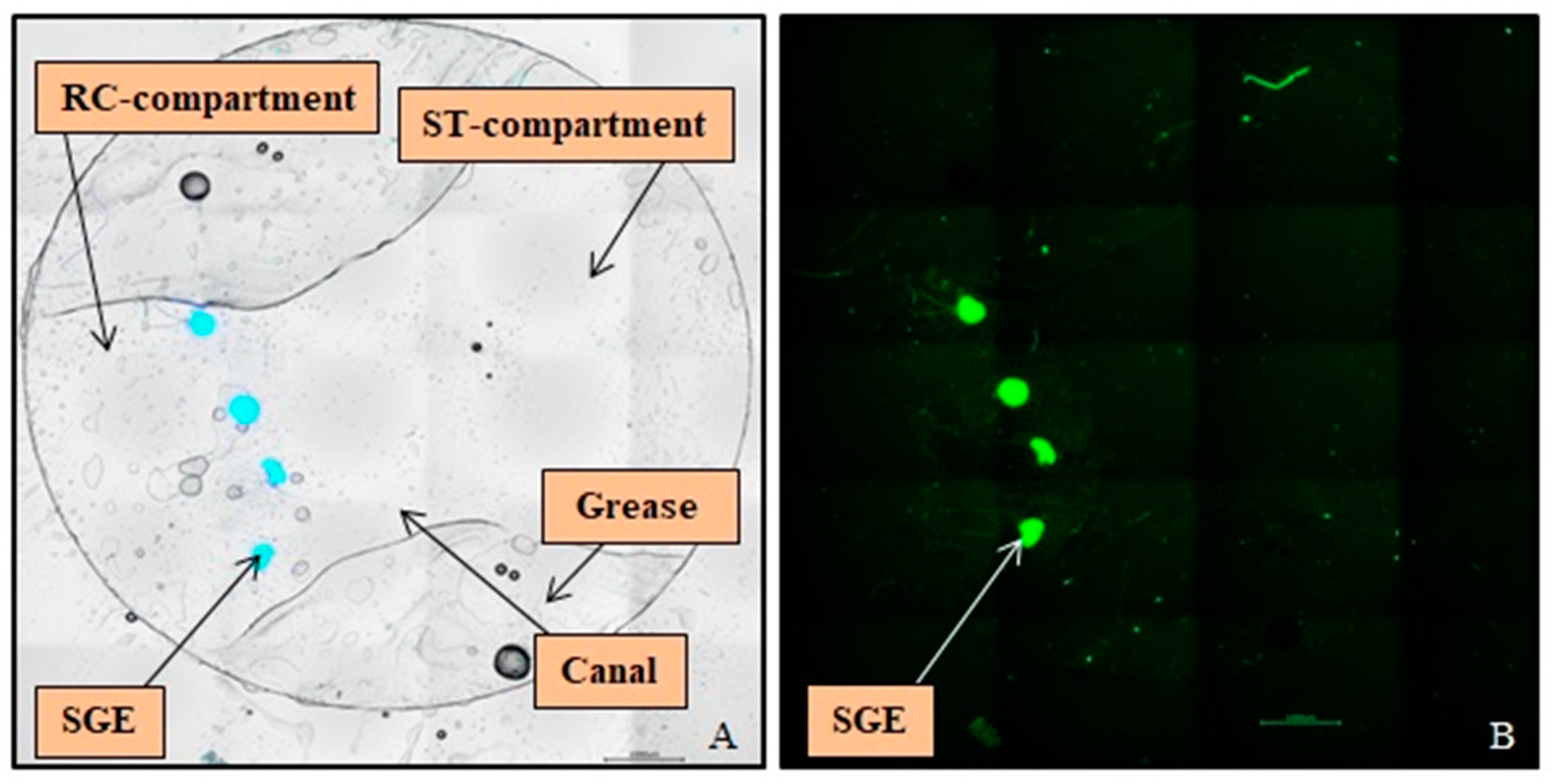 Biomolecules 12 00589 g004 Biomolecules 12 00589 g004