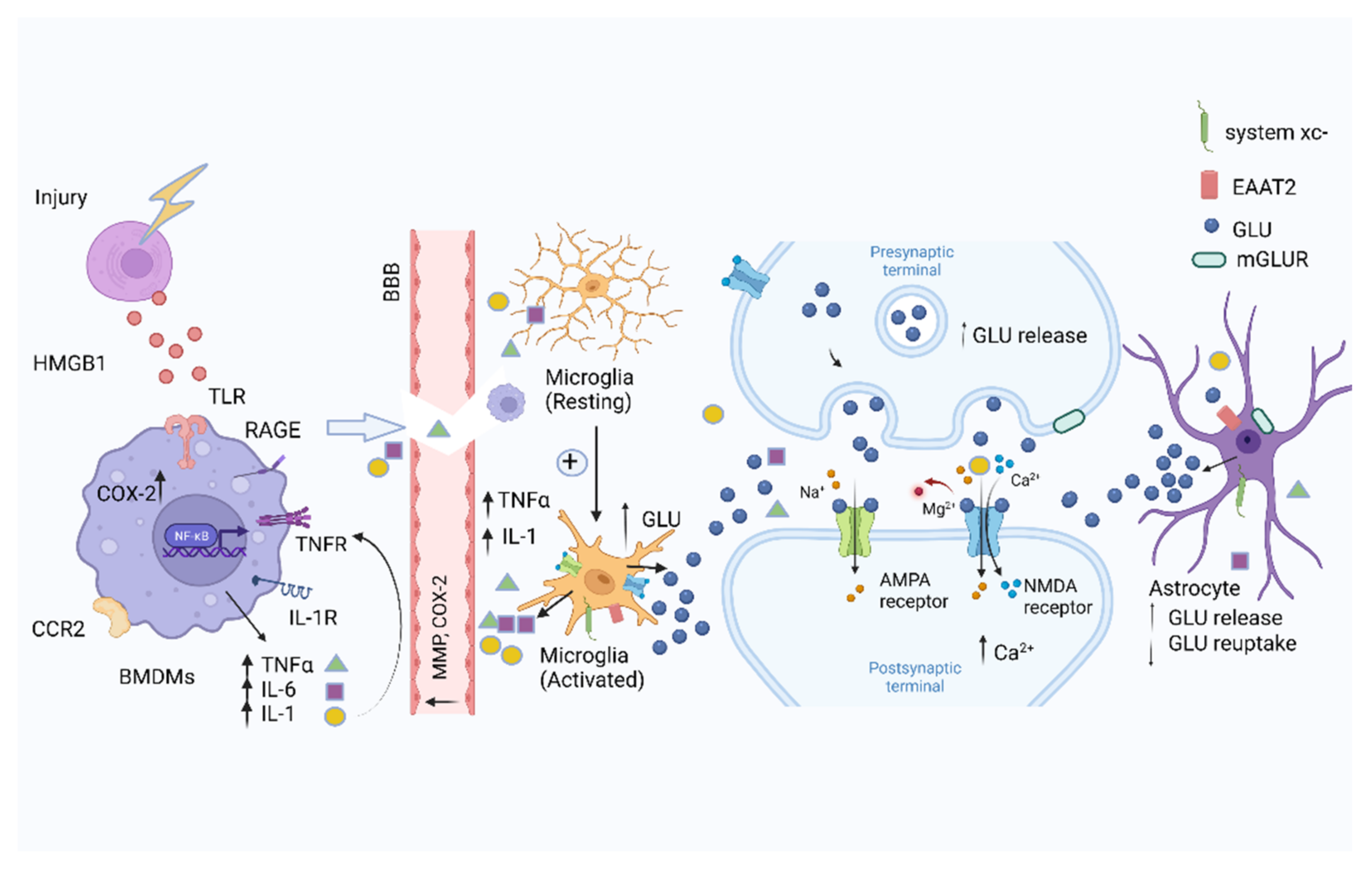 Biomolecules | Free Full-Text | Cerebral Glutamate Regulation and Receptor  Changes in Perioperative Neuroinflammation and Cognitive Dysfunction | HTML
