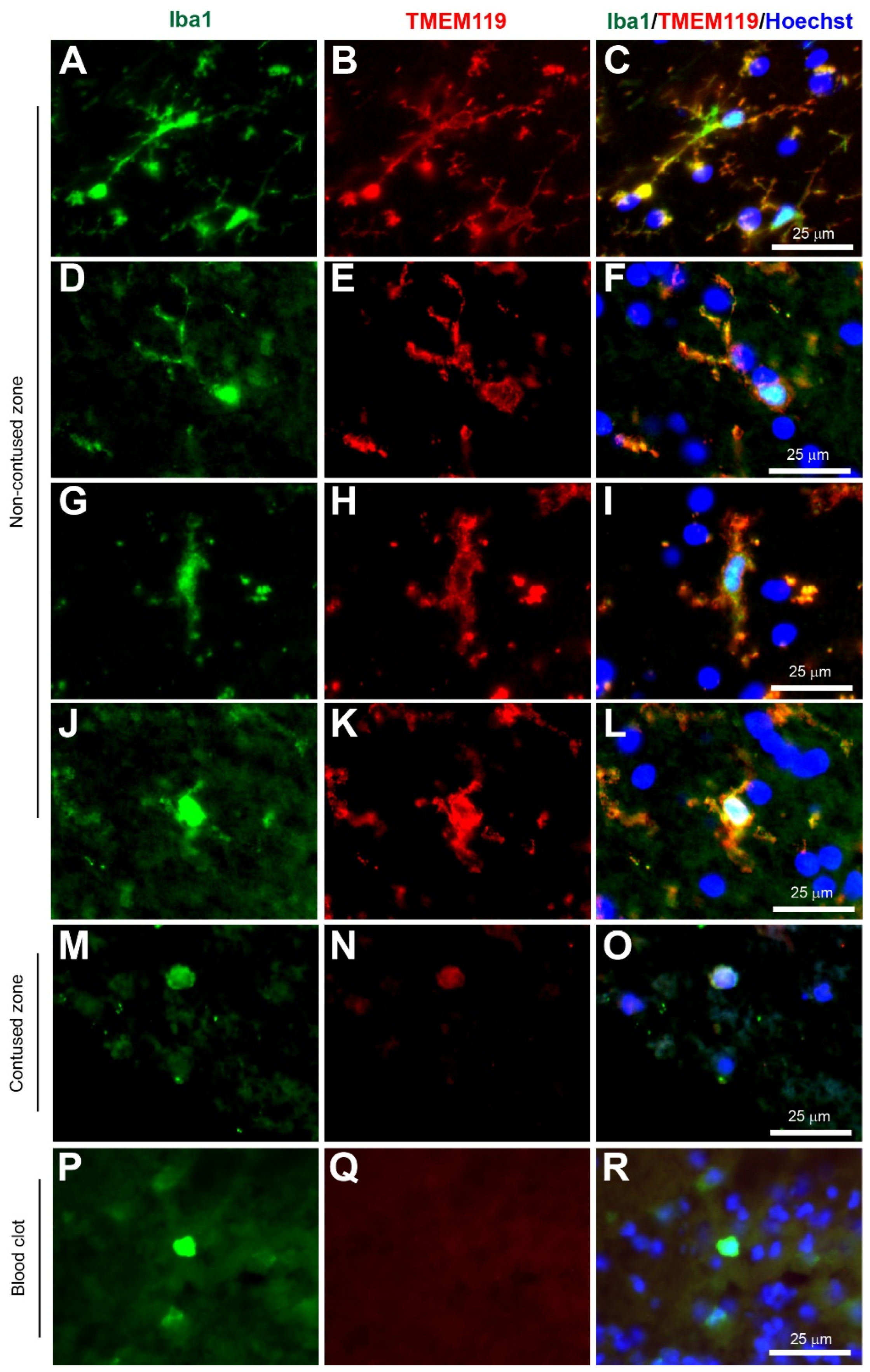 Biomolecules 12 00603 g005 Biomolecules 12 00603 g005