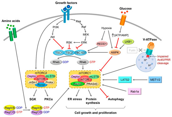 Biomolecules | Free Full-Text | Roles of mTOR in the Regulation of ...