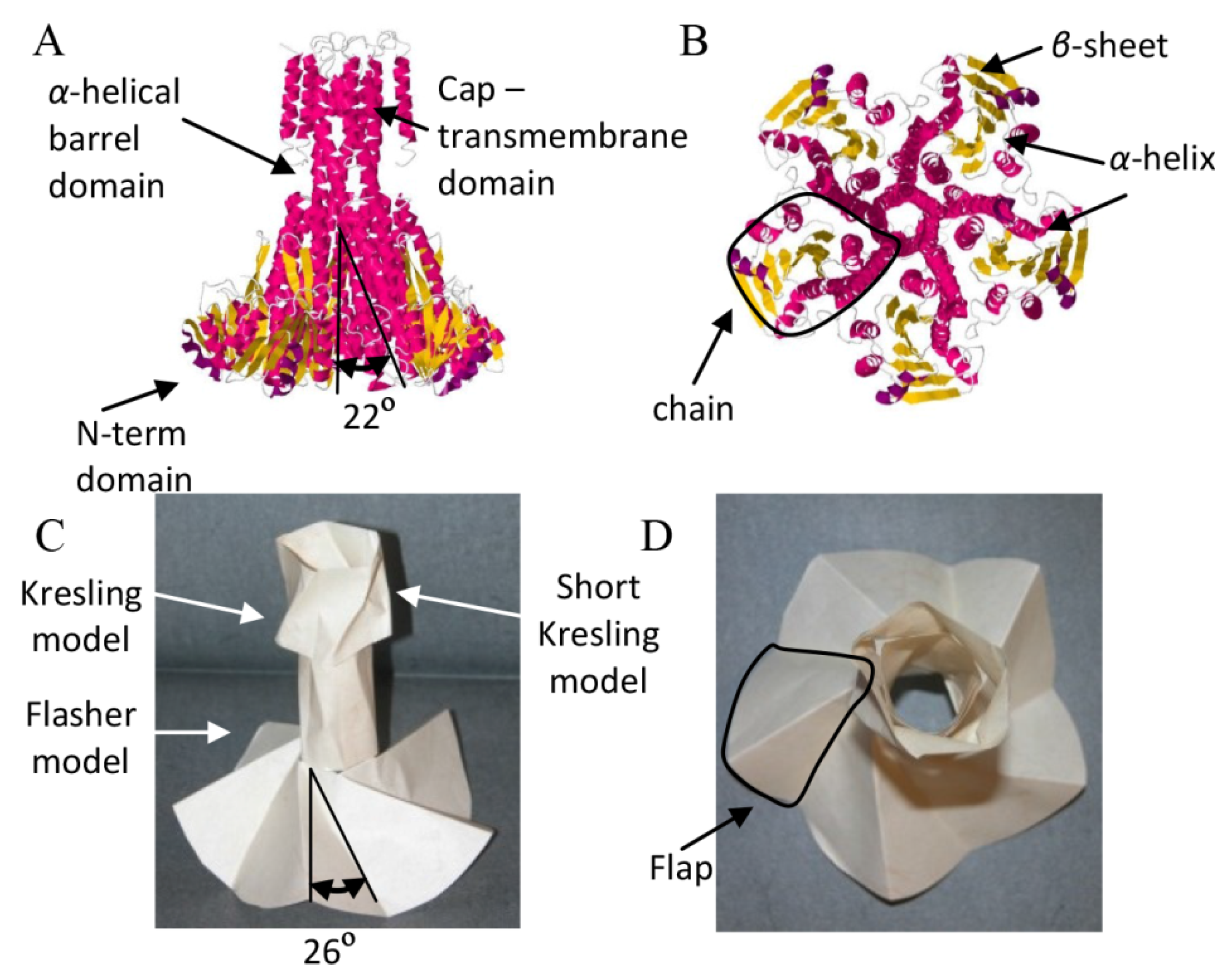 Biomolecules | Free Full-Text | How Similar Are Proteins and Origami? | HTML