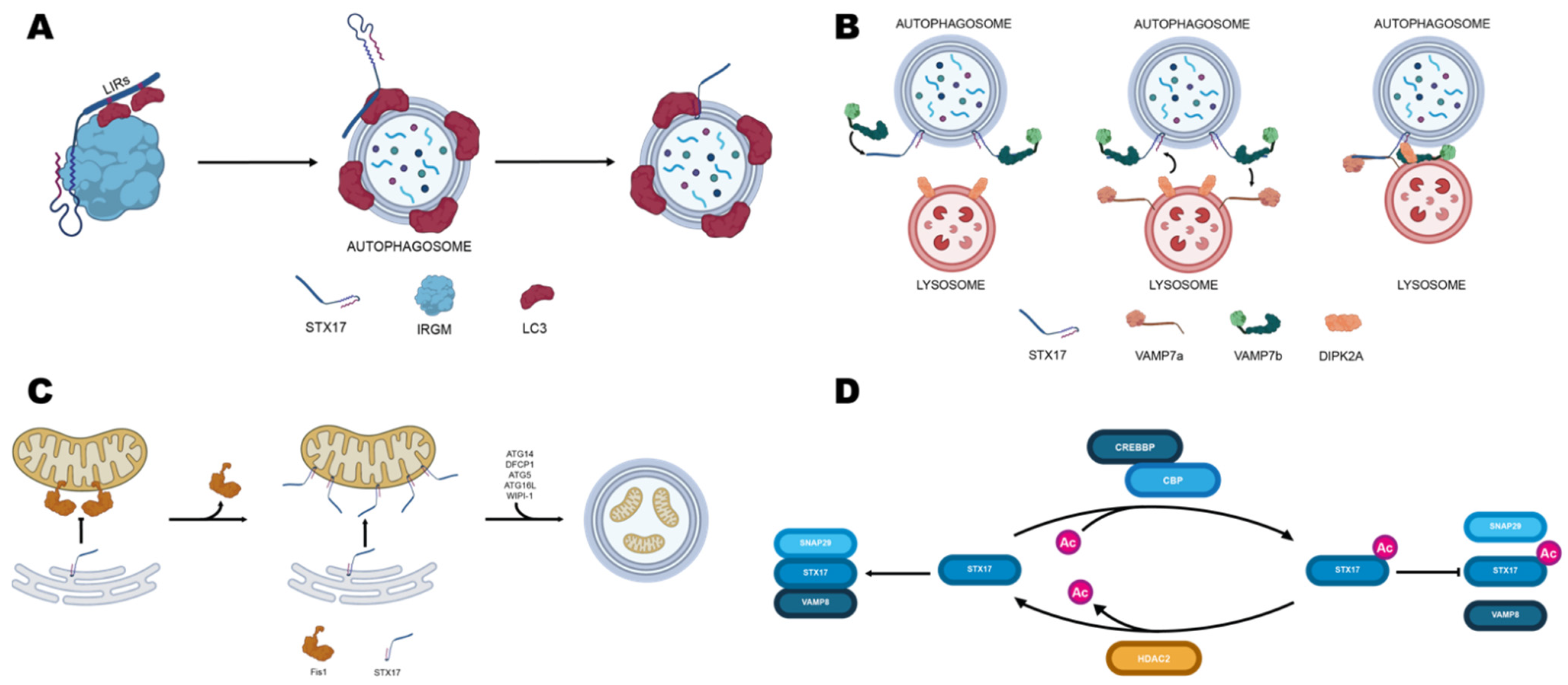 Biomolecules 12 00625 g002 Biomolecules 12 00625 g002