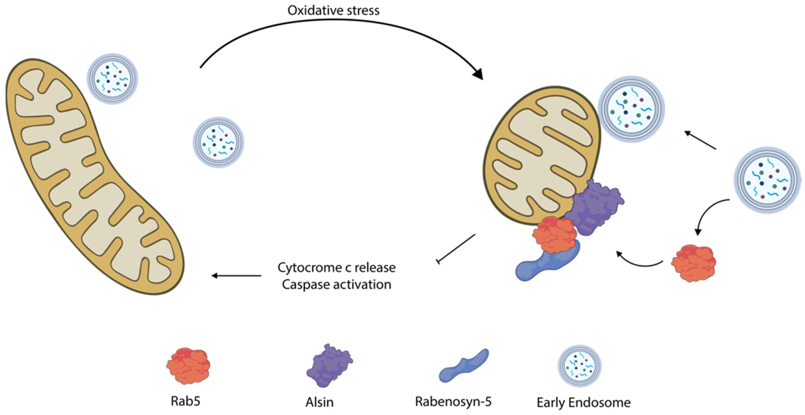 Biomolecules | Free Full-Text | Nuclear and Cytoplasmatic Players in  Mitochondria-Related CNS Disorders: Chromatin Modifications and Subcellular  Trafficking | HTML