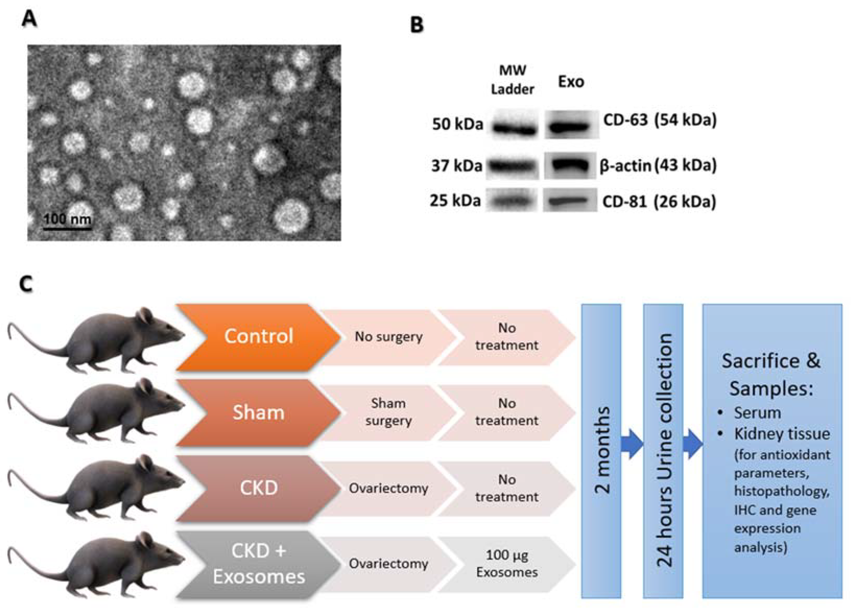 Biomolecules 12 00663 g002
