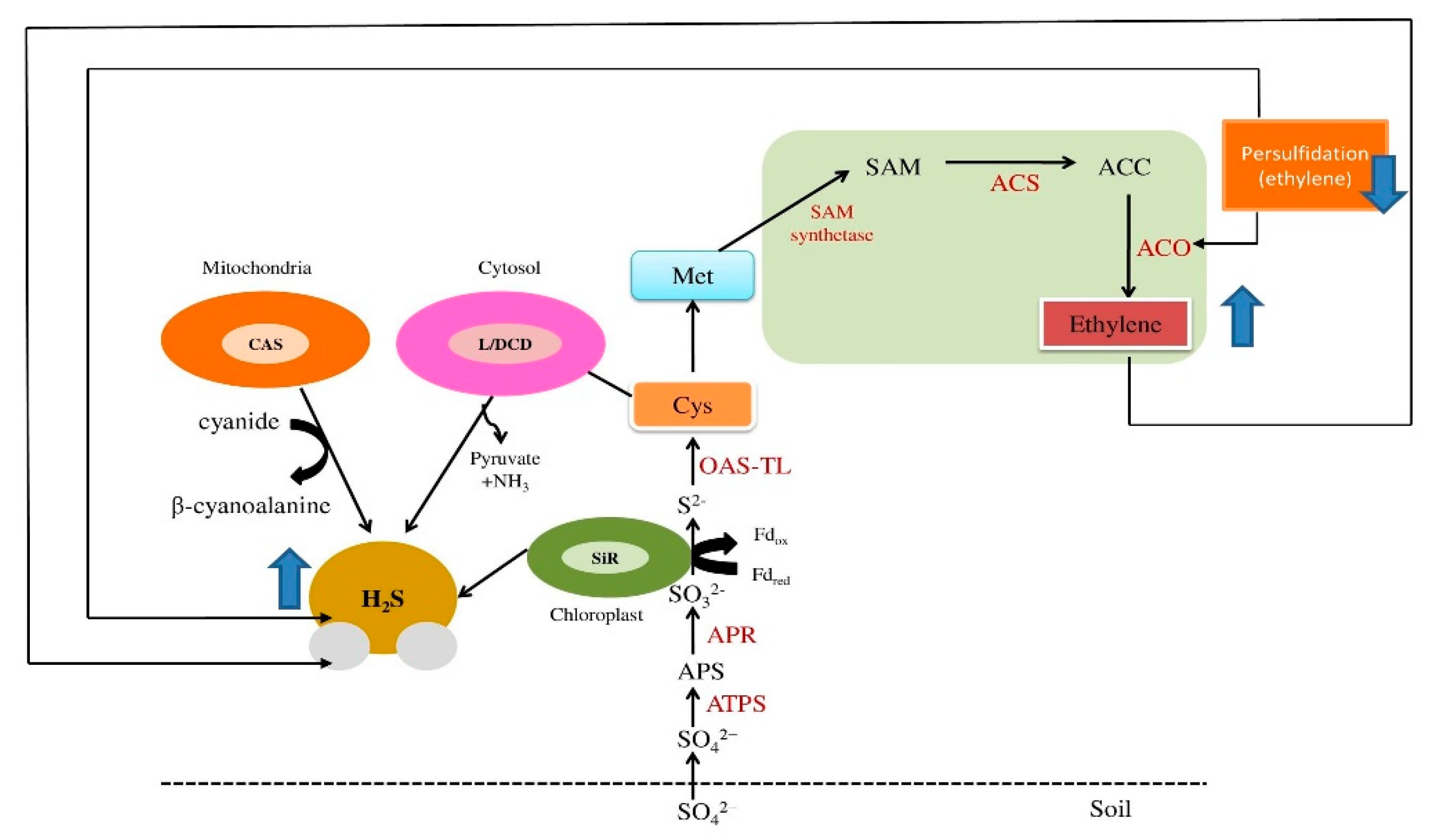 Biomolecules 12 00678 g001