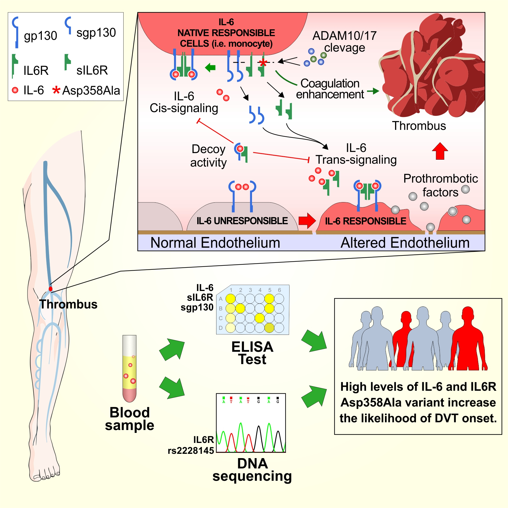 Biomolecules | Free Full-Text | Co-Occurrence Of Interleukin-6 Receptor ...