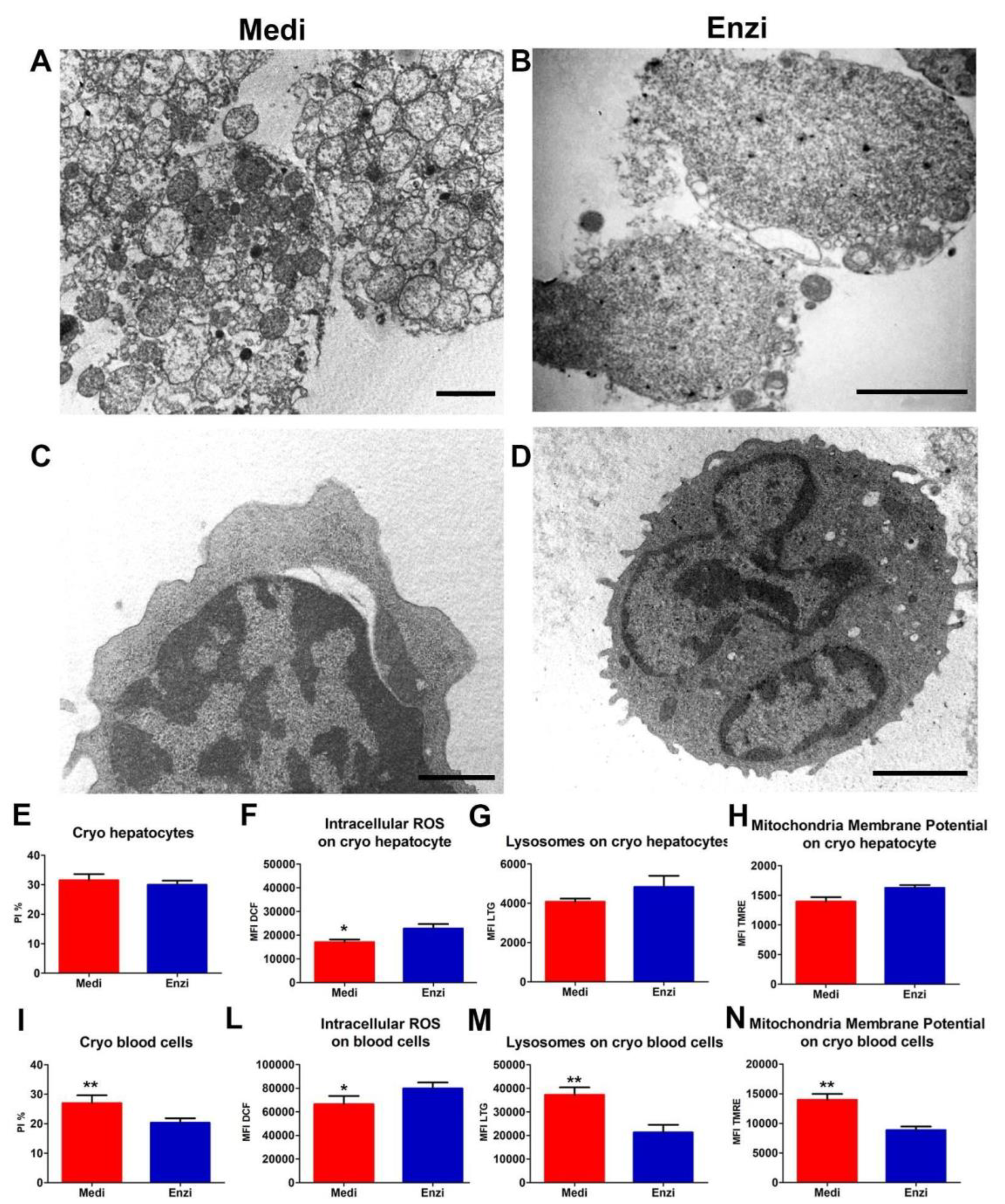 Biomolecules Free Full Text Automated Mdash Mechanical Procedure Compared To Gentle Enzymatic Tissue Dissociation In Cell Function Studies Html