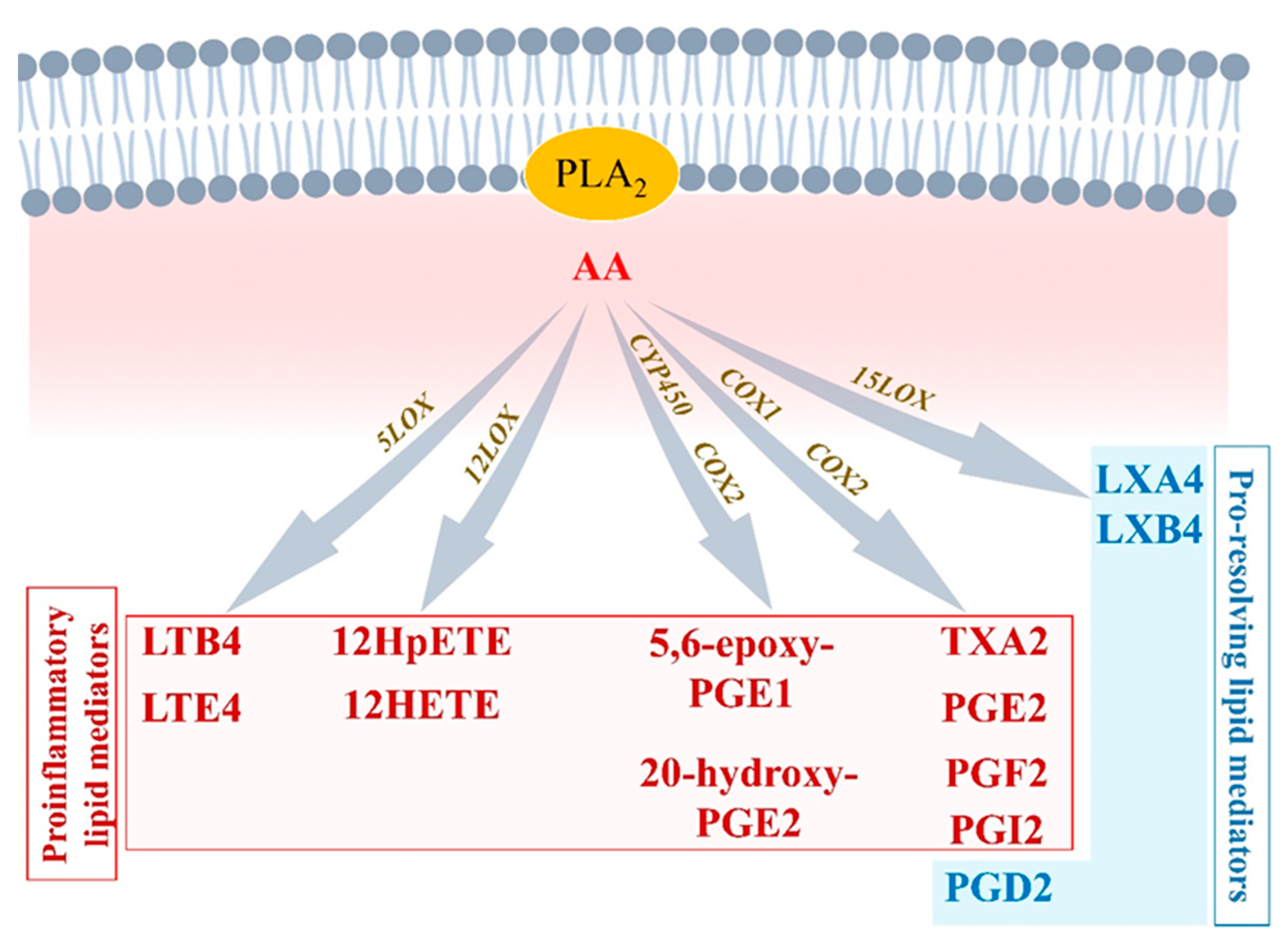 Biomolecules 12 00720 g002