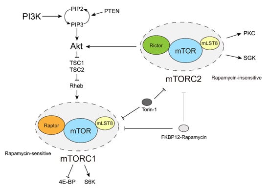 Expression of proteins from the two odc1 translation start codons. (A)