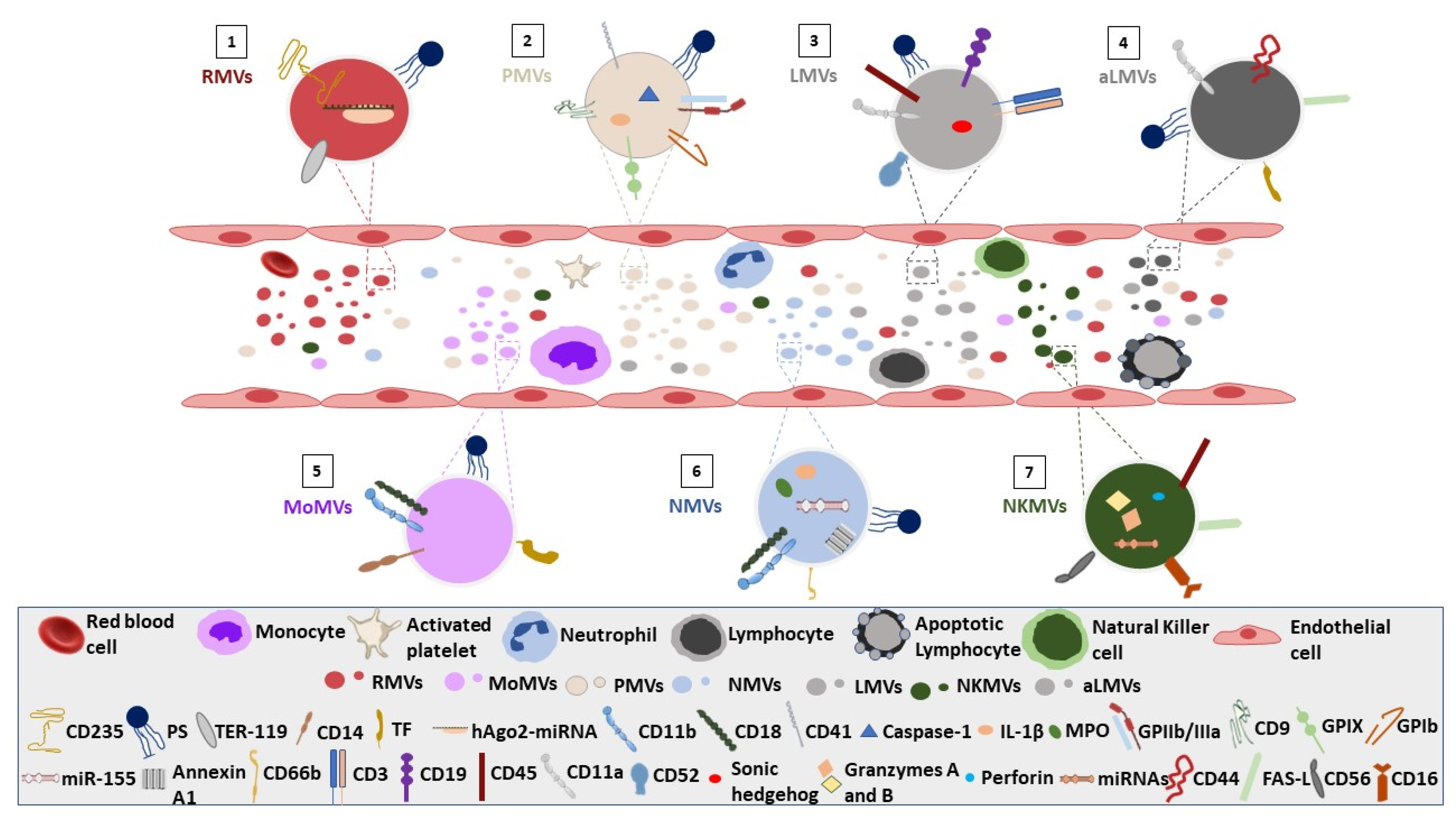 Biomolecules 12 00803 g001