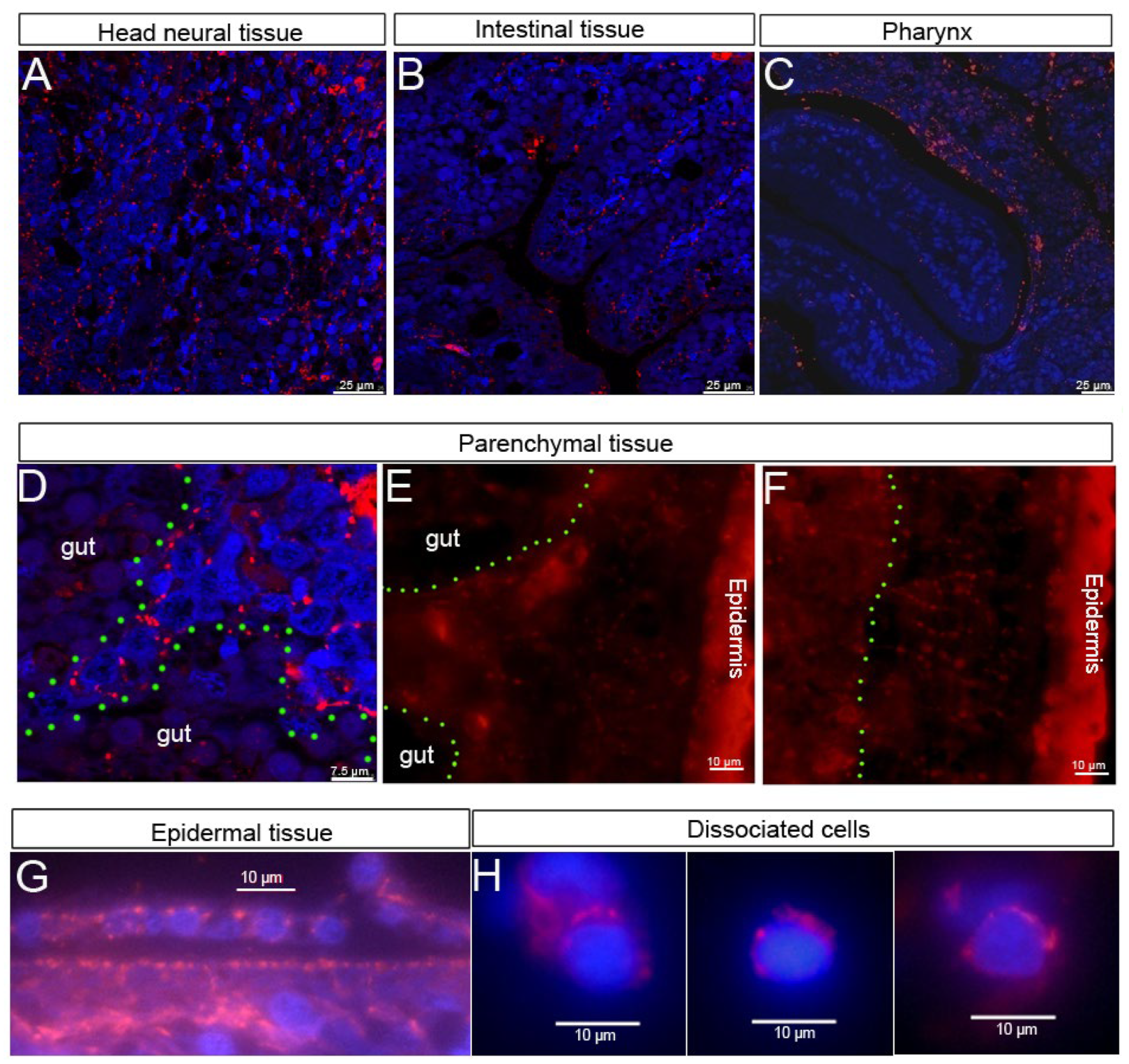 Biomolecules 12 00808 g002