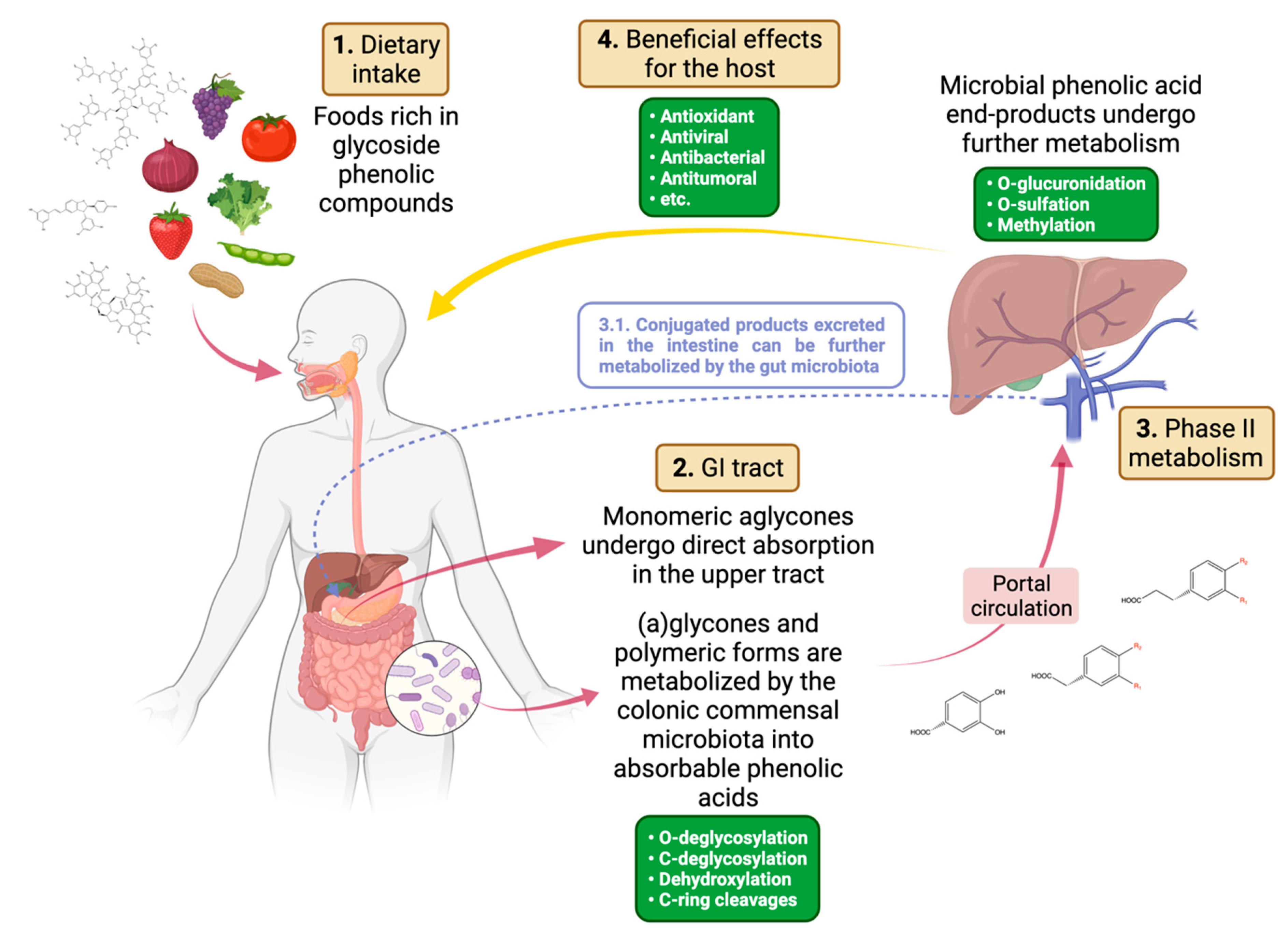 Biomolecules | Free Full-Text | Polyphenol and Tannin Nutraceuticals and  Their Metabolites: How the Human Gut Microbiota Influences Their Properties