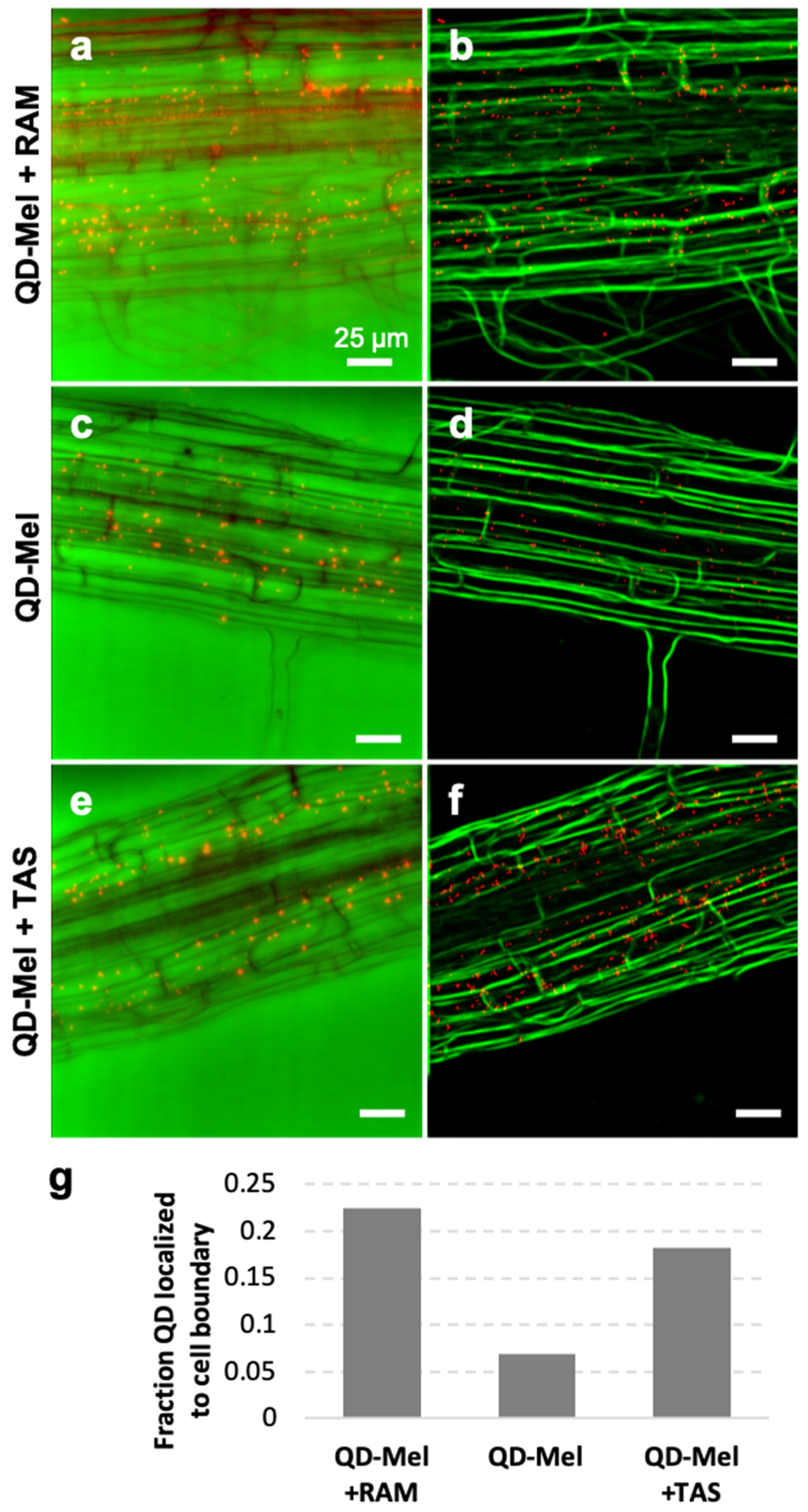 Biomolecules 12 00882 g004
