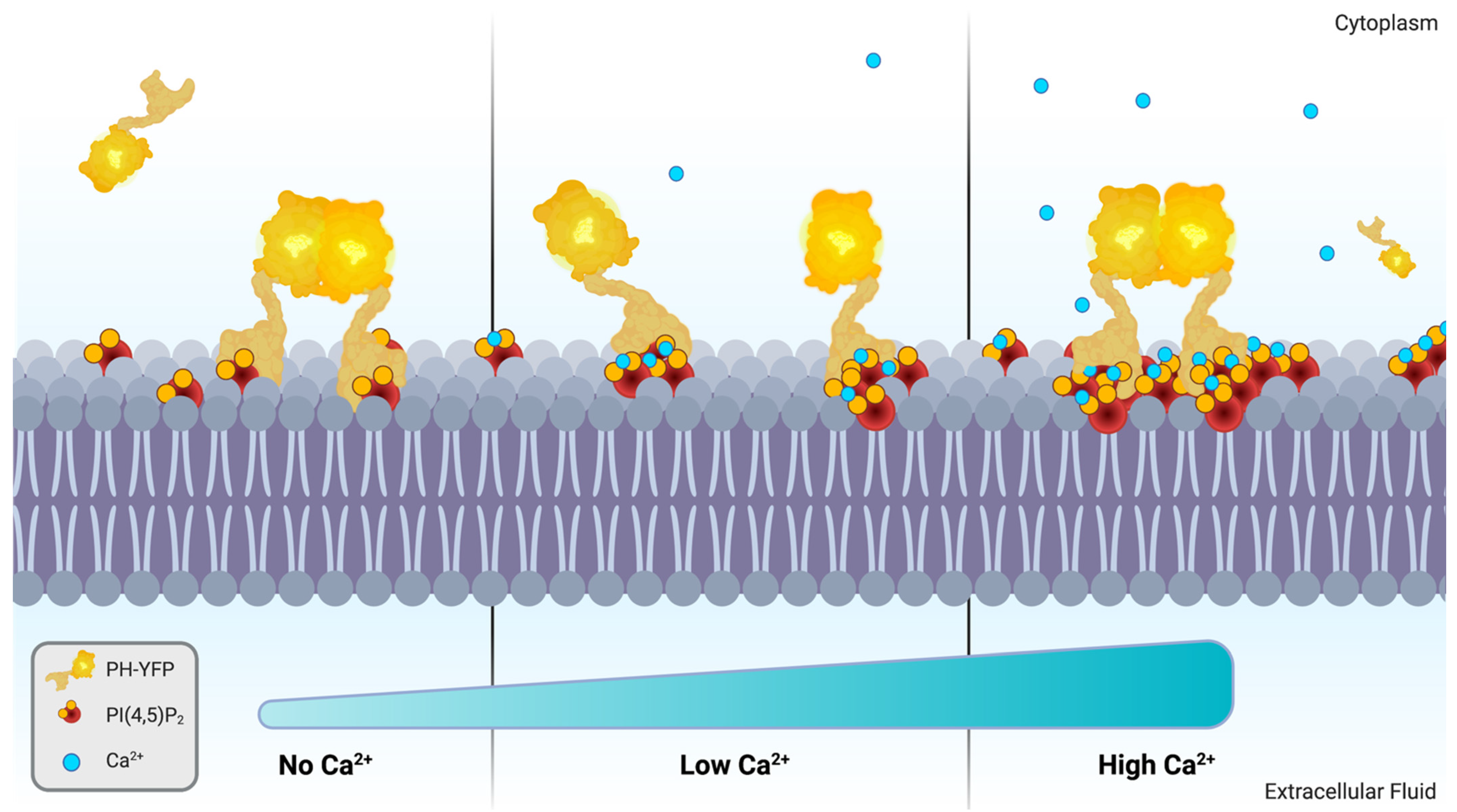 Design principles of PI(4,5)P2 clustering under protein-free conditions:  Specific cation effects and calcium-potassium synergy