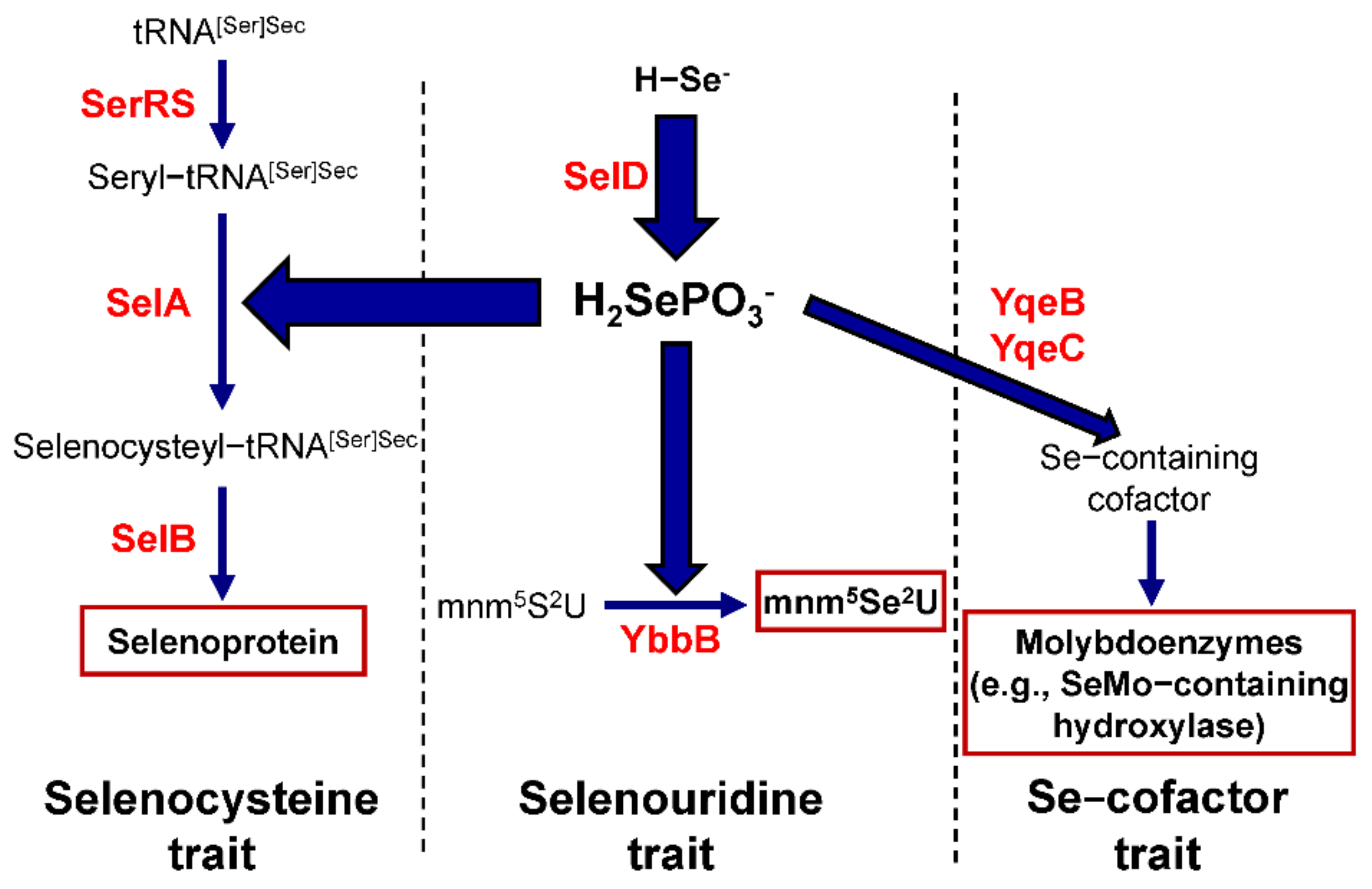 Biomolecules 12 00917 g001 Biomolecules 12 00917 g001