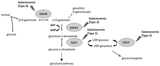 Biomolecules | Free Full-Text | Galactosemia: Biochemistry, Molecular  Genetics, Newborn Screening, and Treatment | HTML