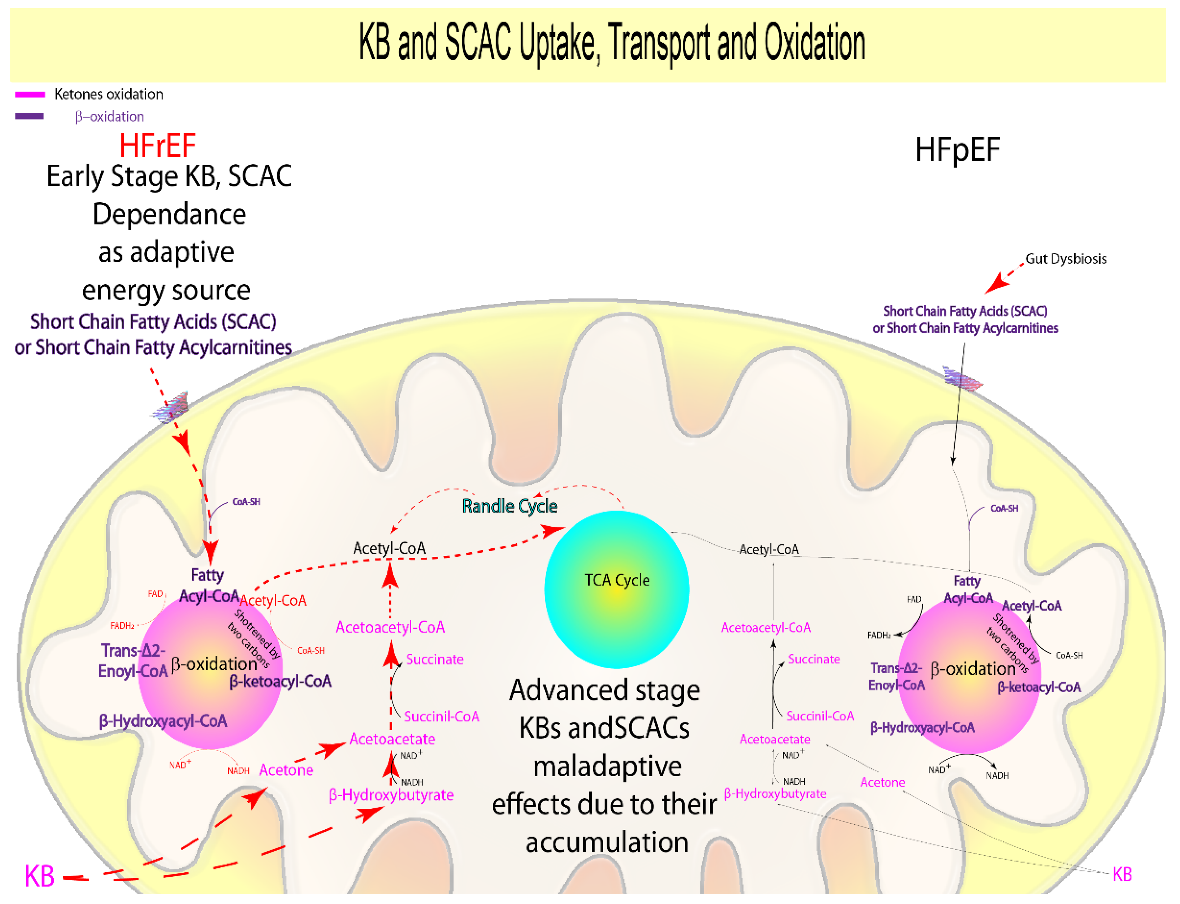 Biomolecules 12 00969 g003
