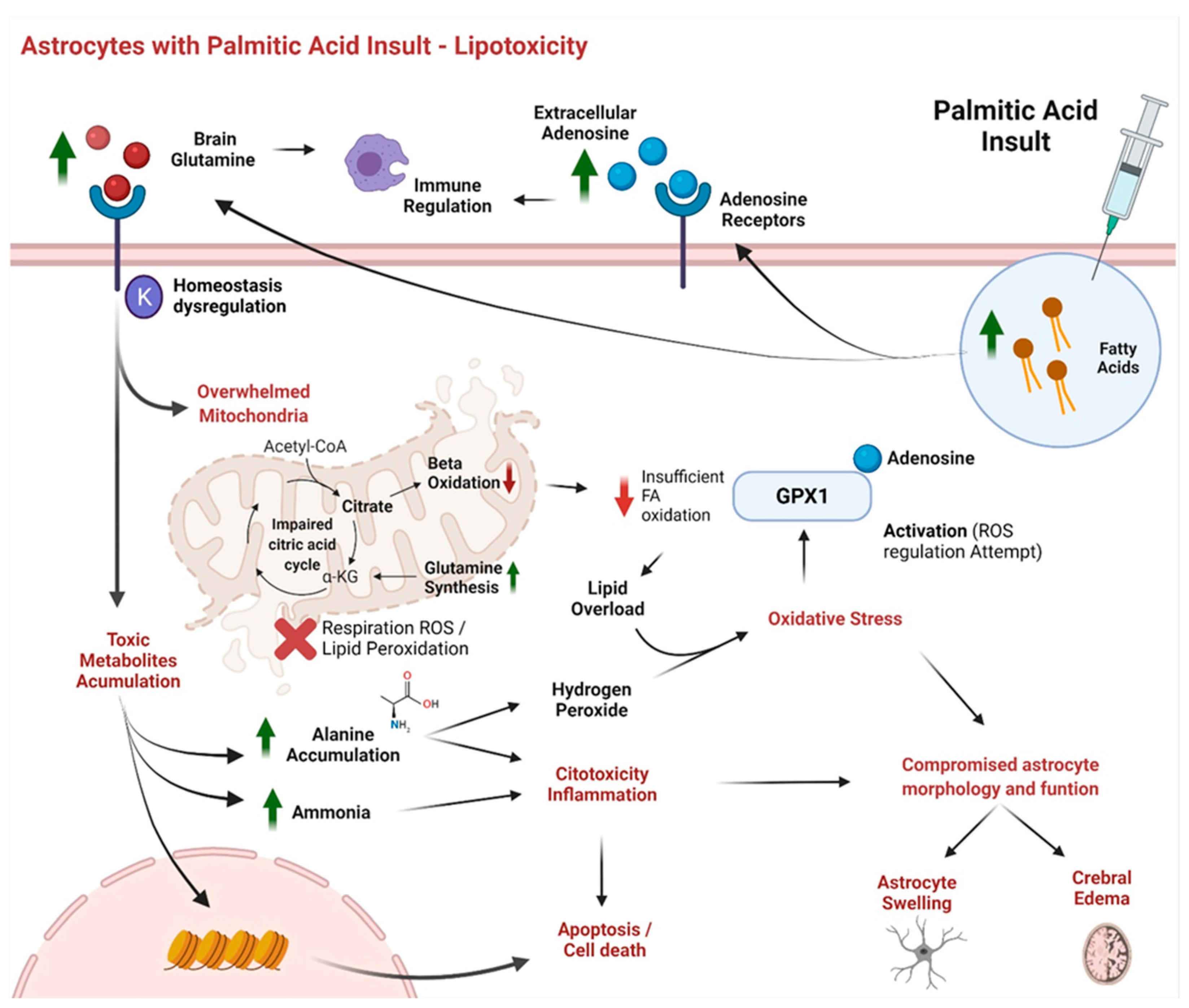 Biomolecules 12 00986 g004 Biomolecules 12 00986 g004