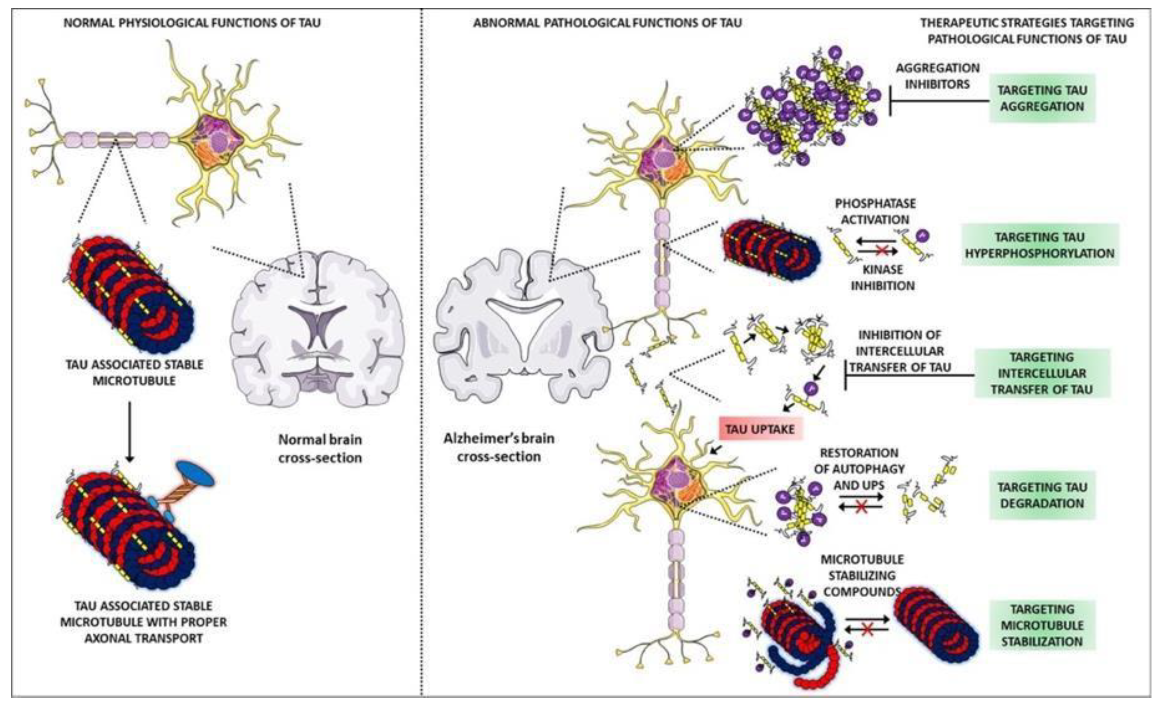Biomolecules 12 01001 g002