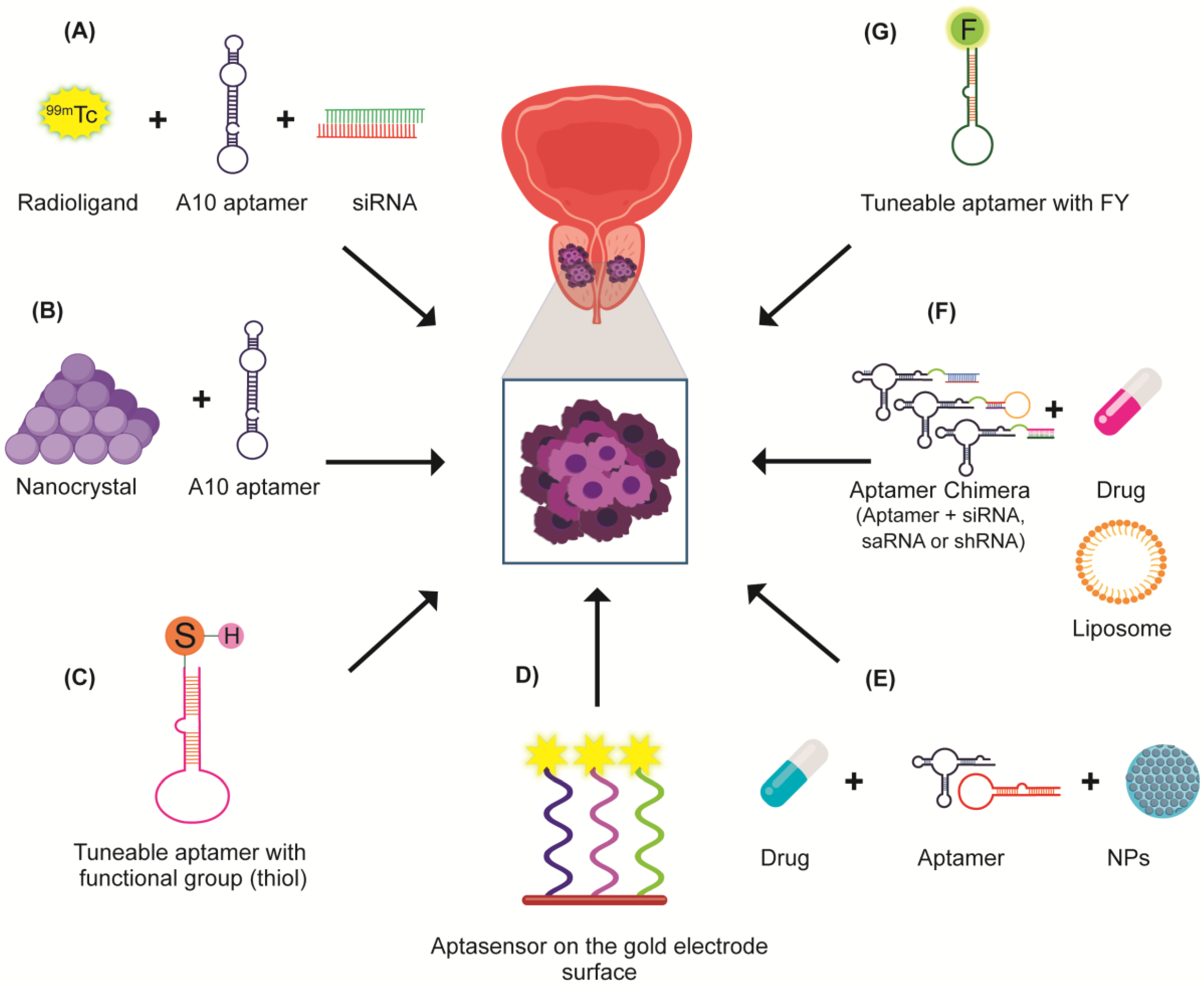 Biomolecules 12 01056 g005