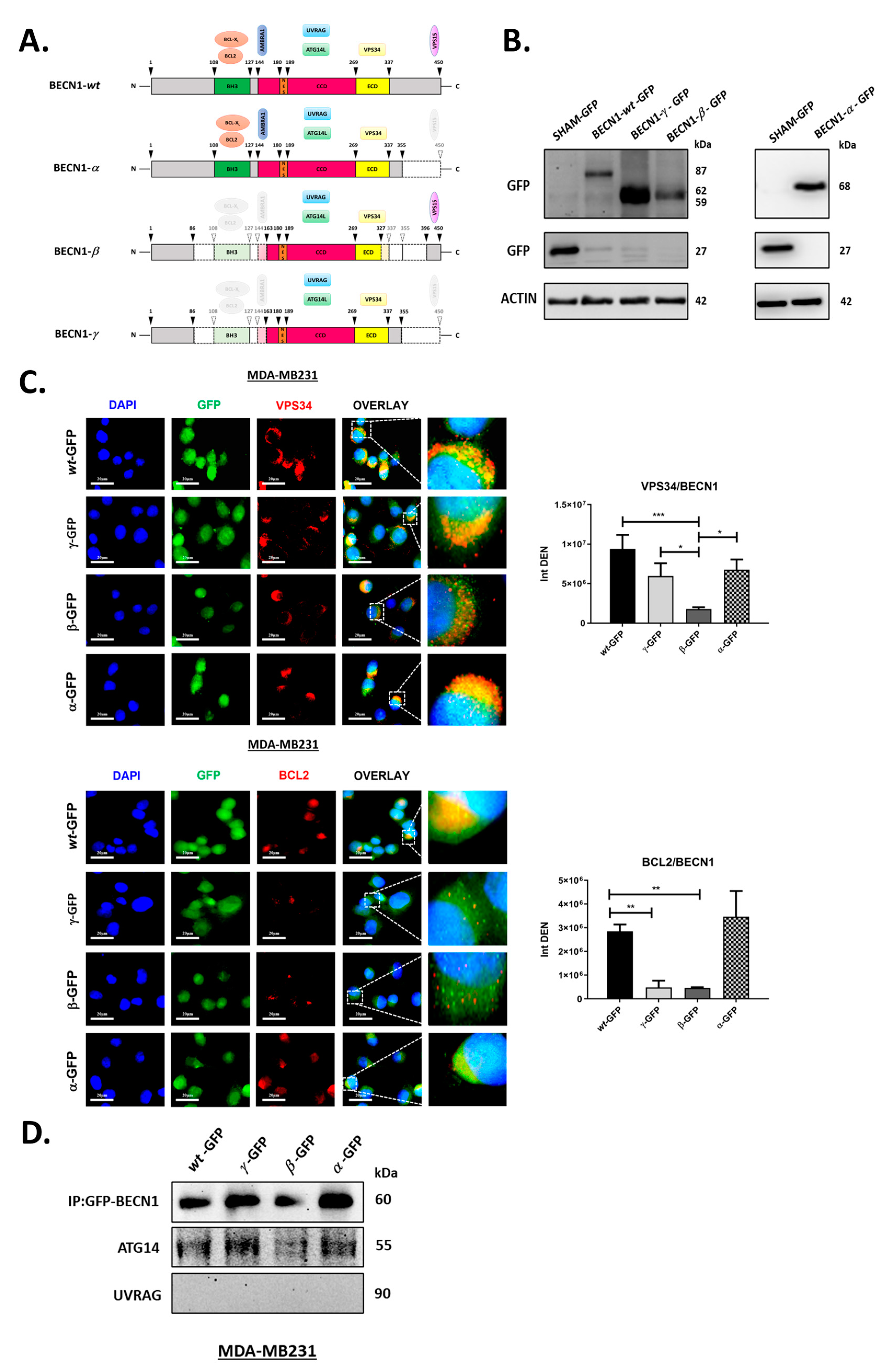 Biomolecules 12 01069 g003 Biomolecules 12 01069 g003