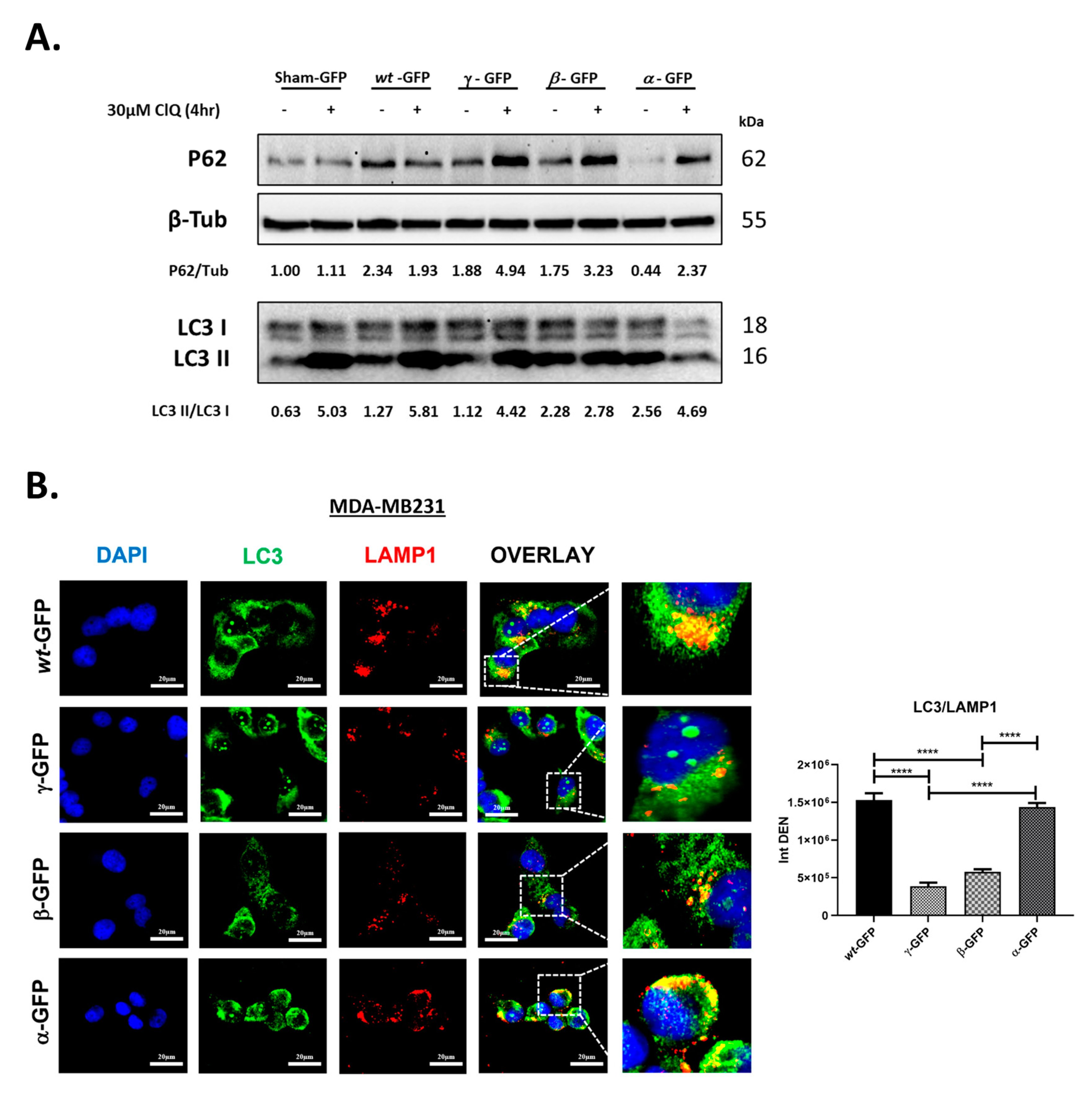 Biomolecules 12 01069 g004 Biomolecules 12 01069 g004