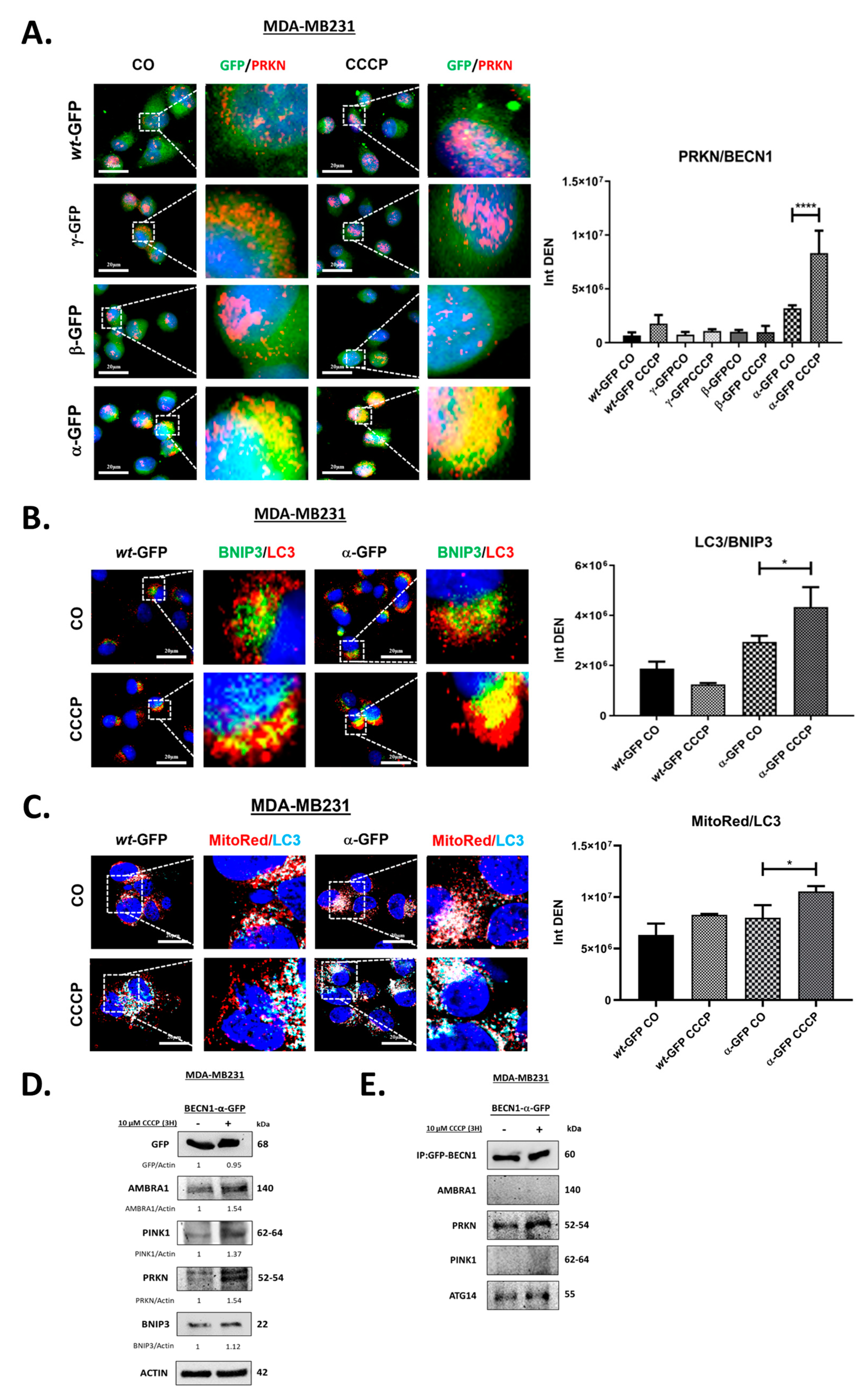 Biomolecules 12 01069 g005 Biomolecules 12 01069 g005