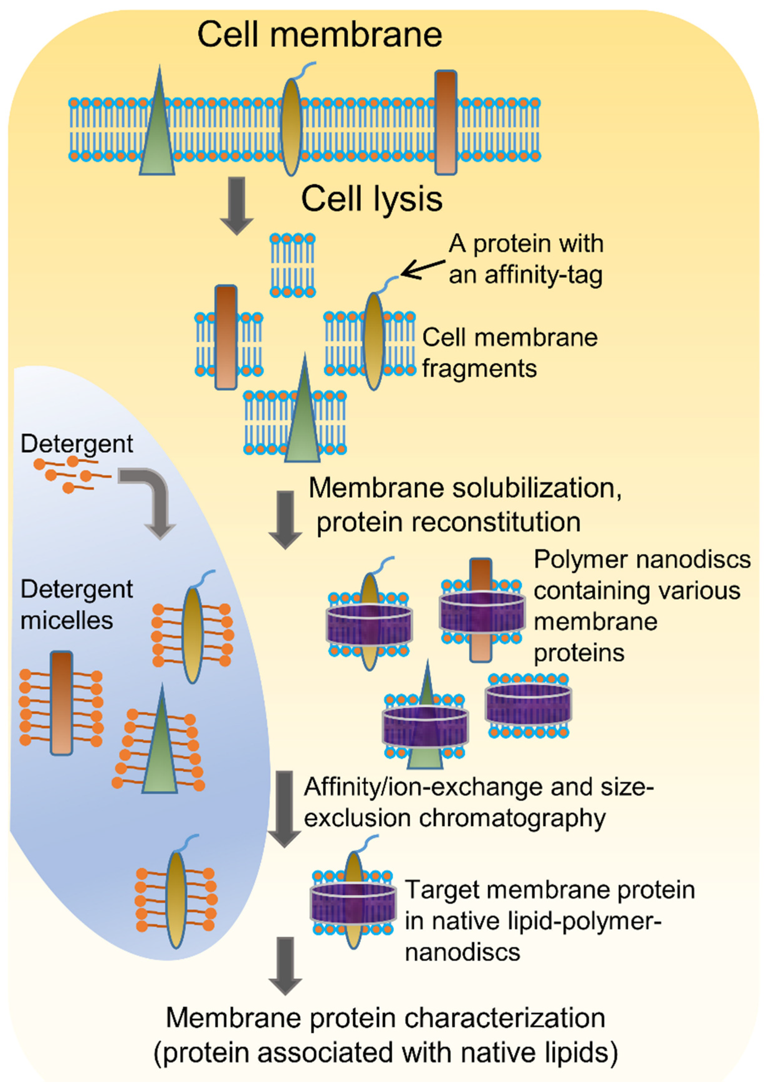 Biomolecules | Free Full-Text | Detergent-Free Isolation of Membrane  Proteins and Strategies to Study Them in a Near-Native Membrane Environment