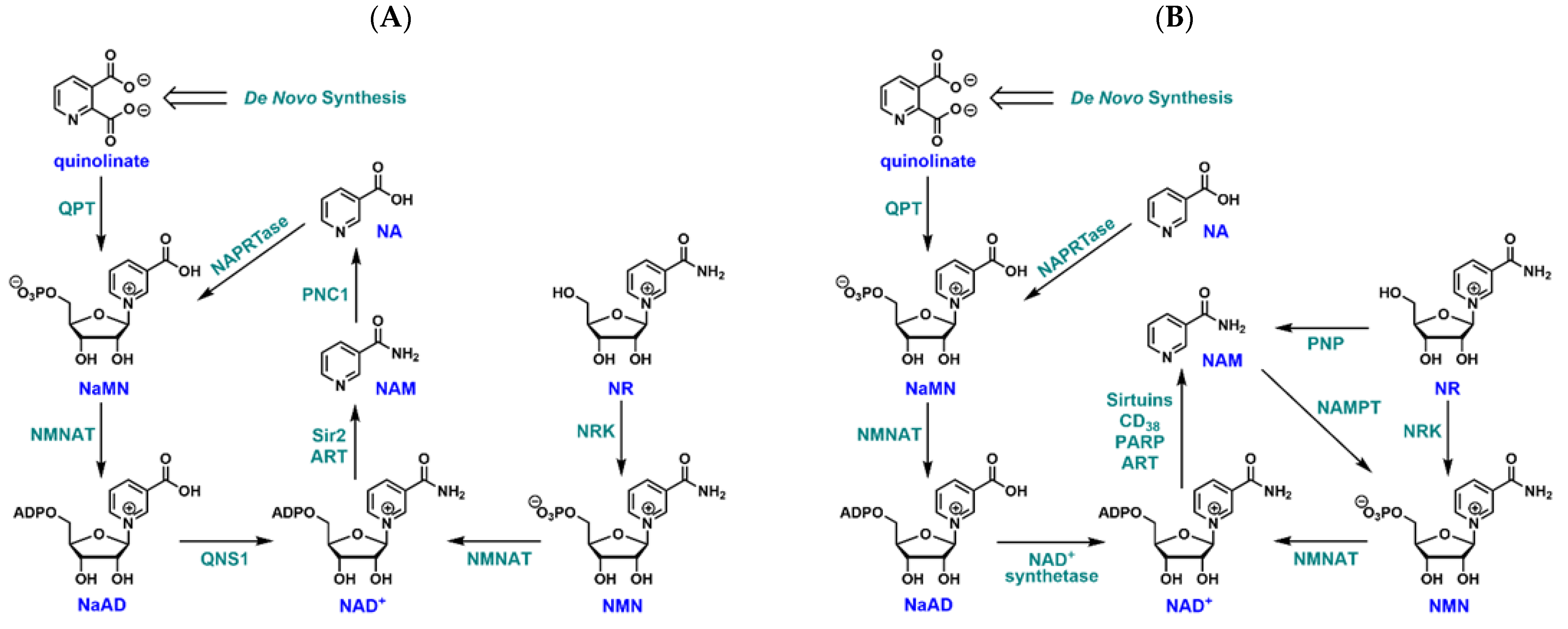 Biomolecules 12 01109 g001 Biomolecules 12 01109 g001