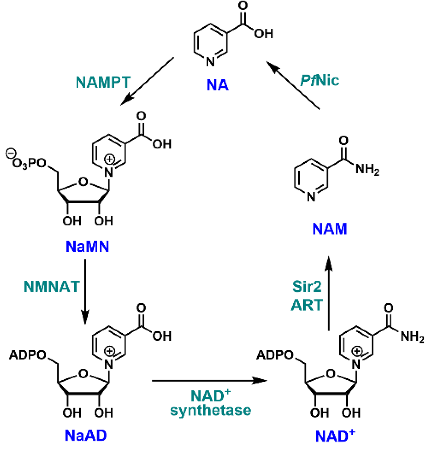 Biomolecules 12 01109 g002 Biomolecules 12 01109 g002