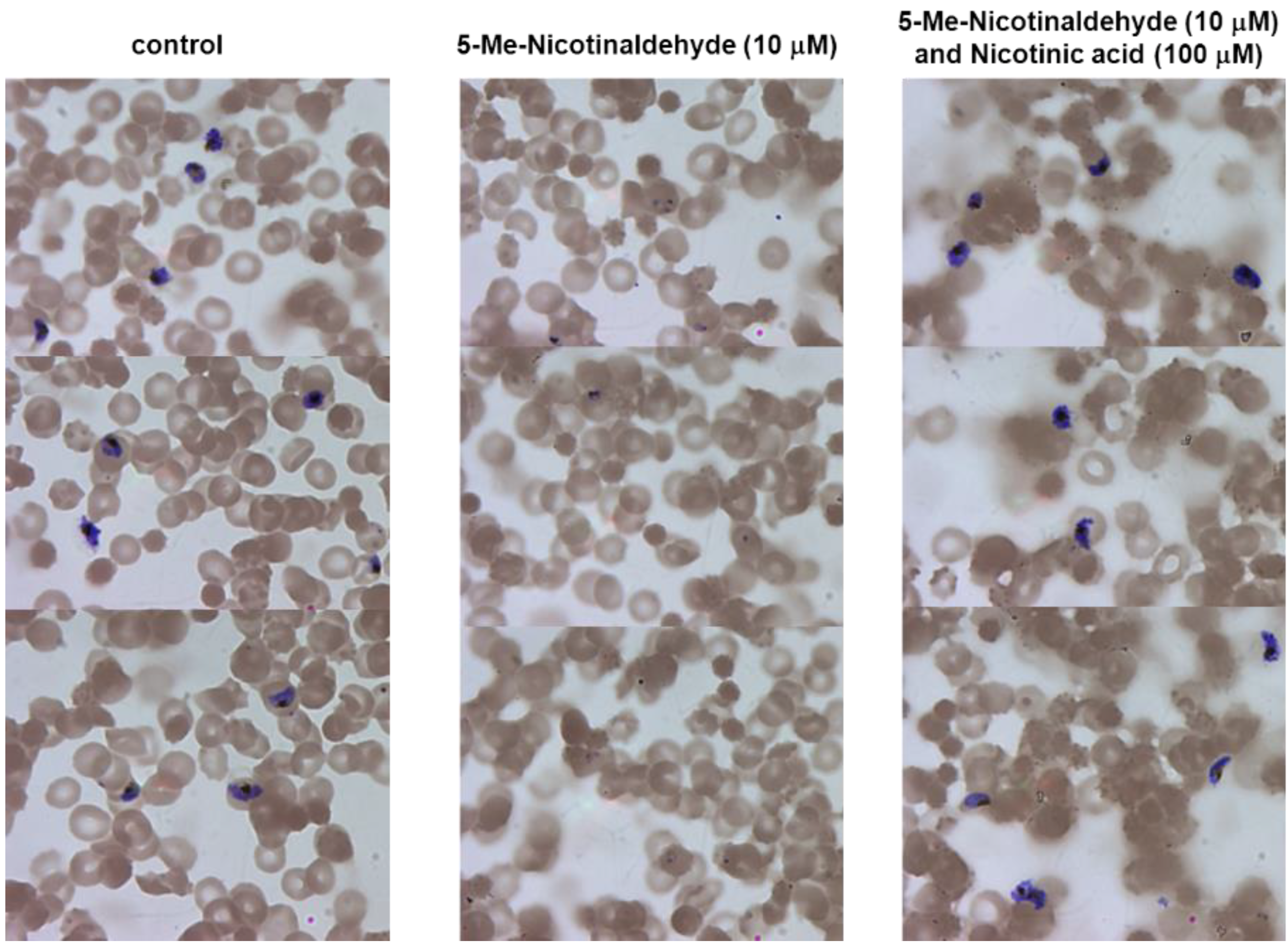 Biomolecules 12 01109 g008 Biomolecules 12 01109 g008