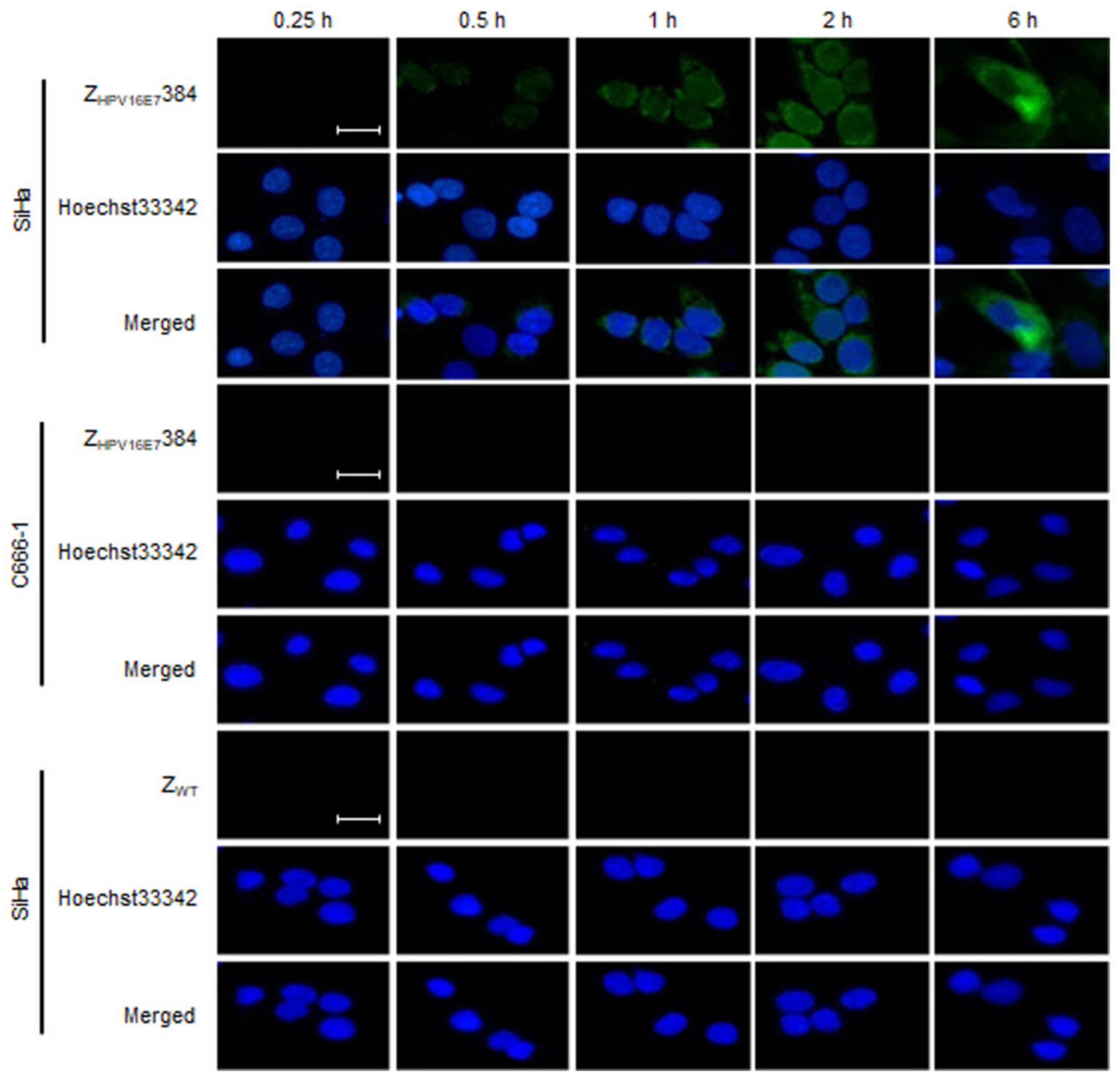 Biomolecules 12 01114 g001