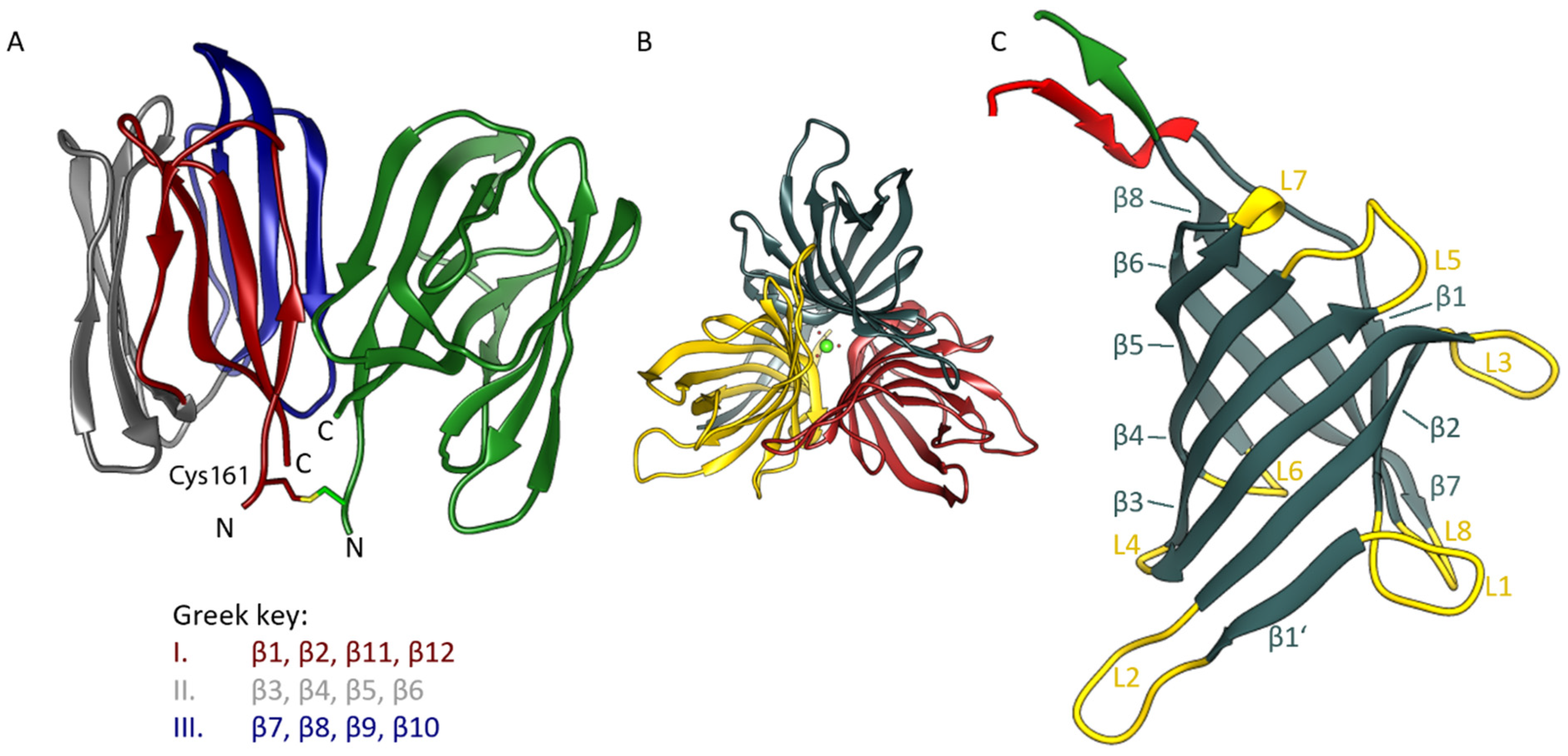 Biomolecules | Free Full-Text | The Crystal Structure of the Defense  Conferring Rice Protein OsJAC1 Reveals a Carbohydrate Binding Site on the  Dirigent-like Domain