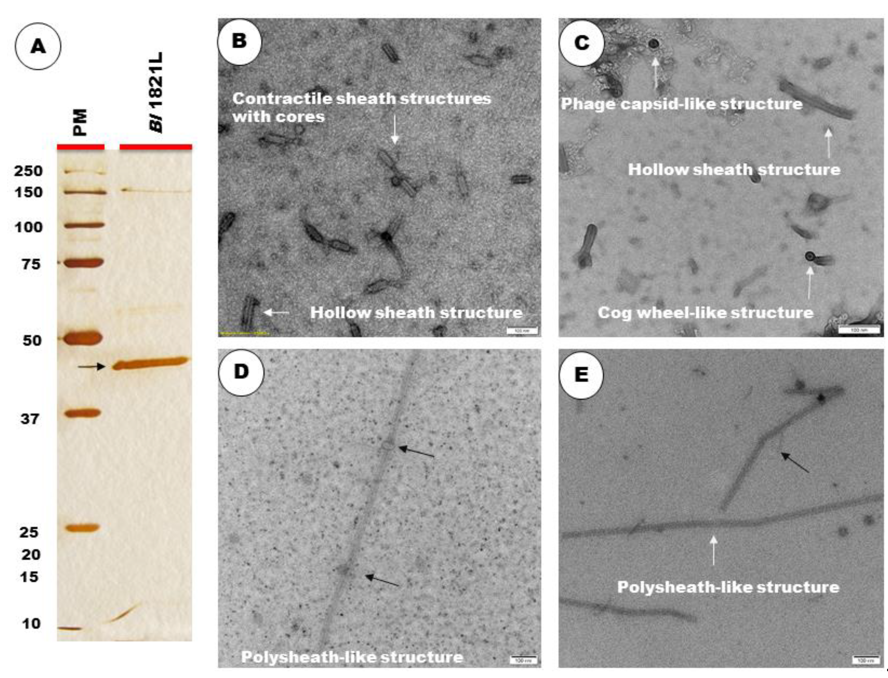 Biomolecules 12 01154 g002