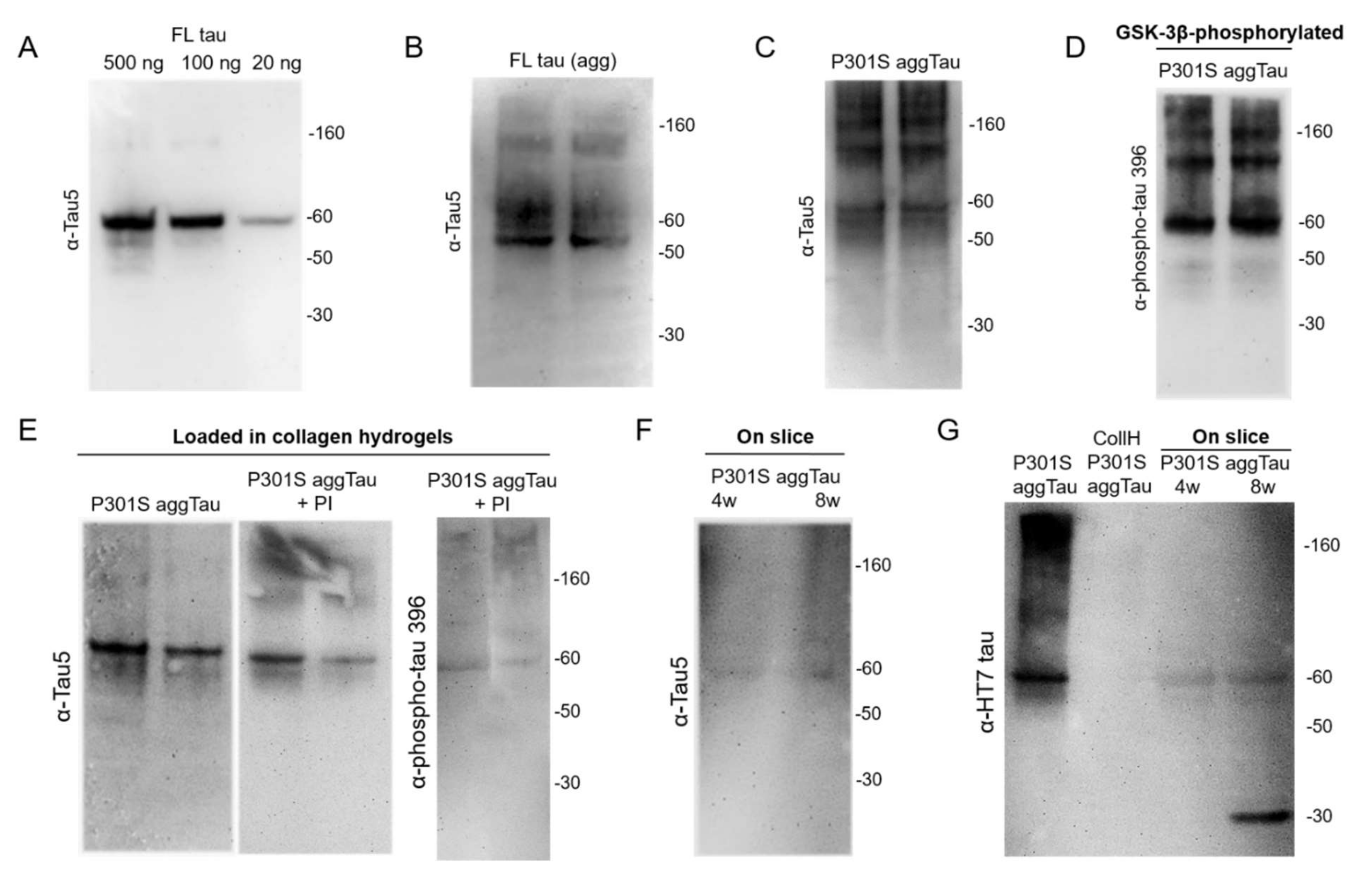 Biomolecules 12 01164 g002