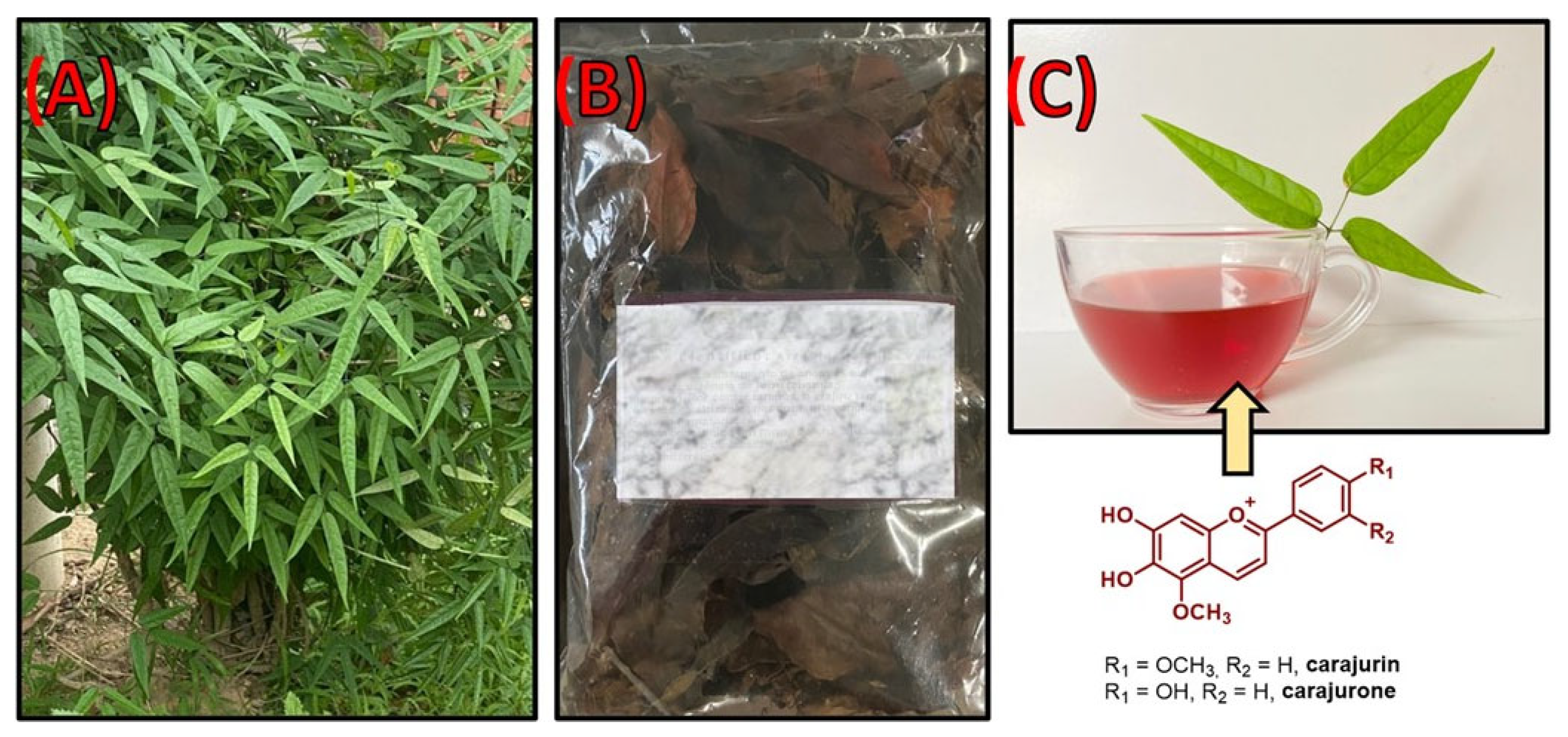 Biomolecules | Free Full-Text | Therapeutic Potential of Leaves from  Fridericia chica (Bonpl.) L. G. Lohmann: Botanical Aspects, Phytochemical  and Biological, Anti-Inflammatory, Antioxidant and Healing Action