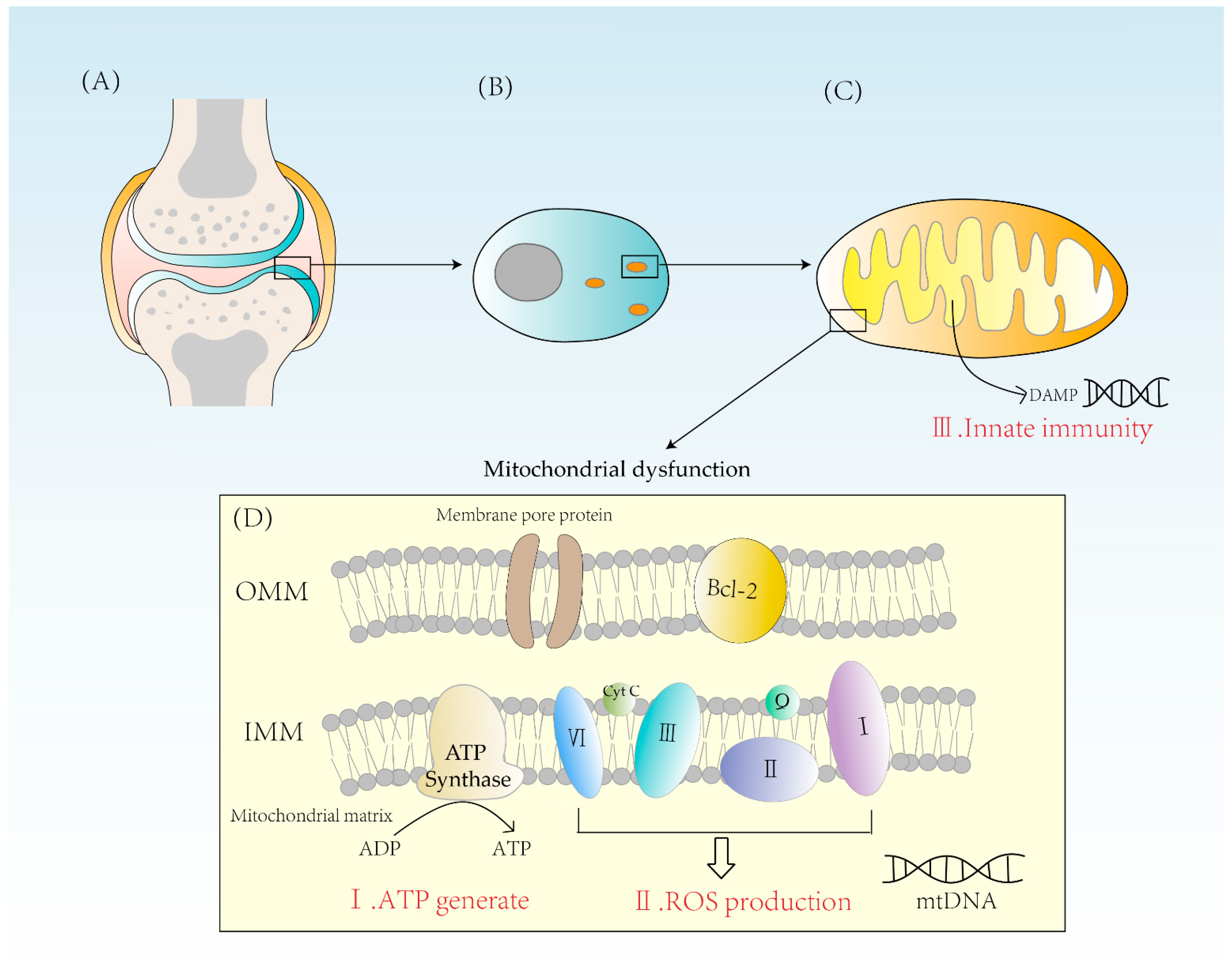 Mitochondrial Damage‐Induced Innate Immune Activation in Vascular