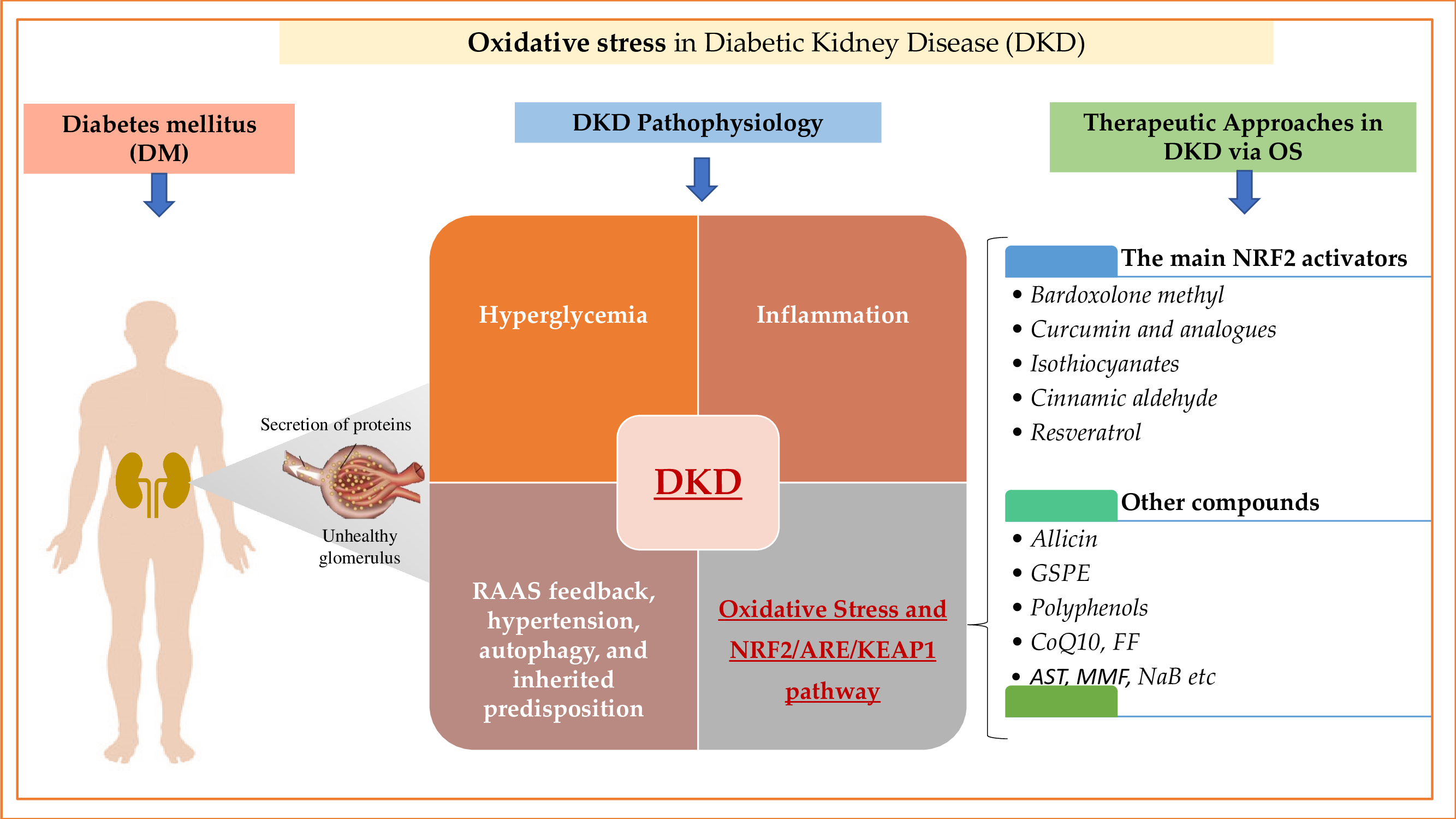 Biomolecules | Free Full-Text | Oxidative Stress and NRF2/KEAP1/ARE Pathway  in Diabetic Kidney Disease (DKD): New Perspectives | HTML