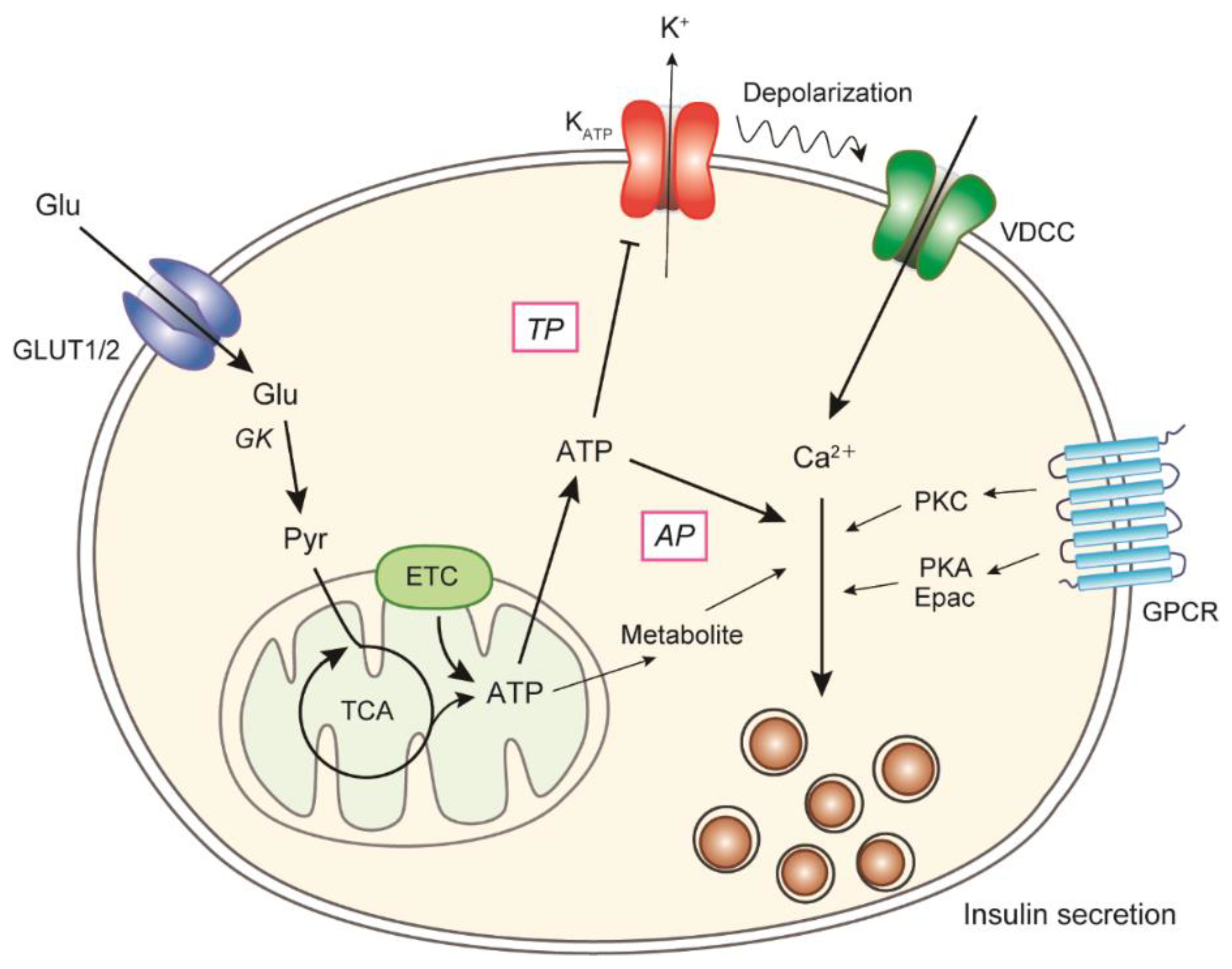 Biomolecules 12 01228 g001 Biomolecules 12 01228 g001